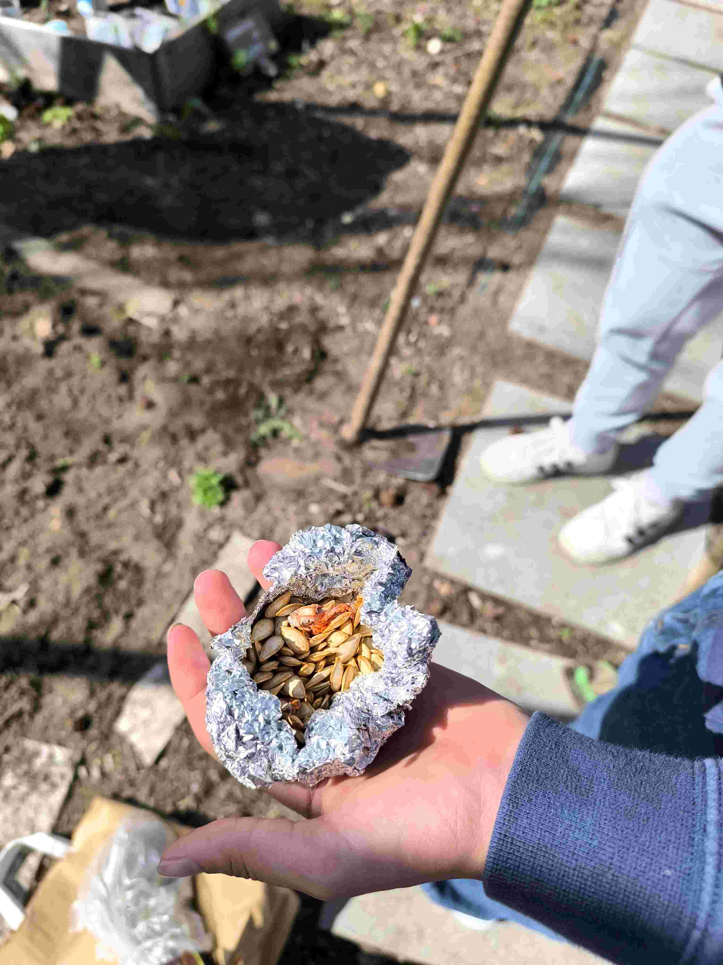 Sementes de abóbora manteiga que foram plantadas.