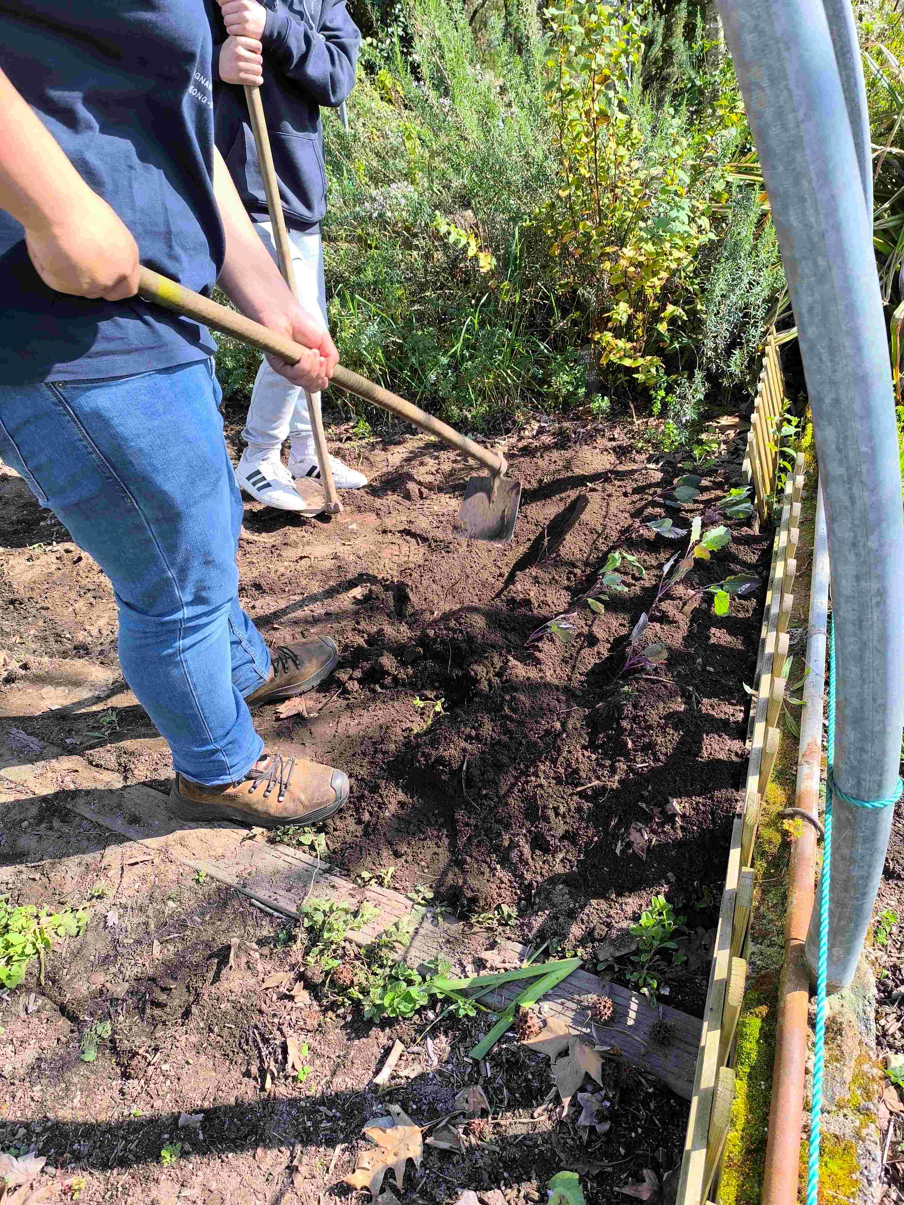 Preparação de regos para plantação de couves.