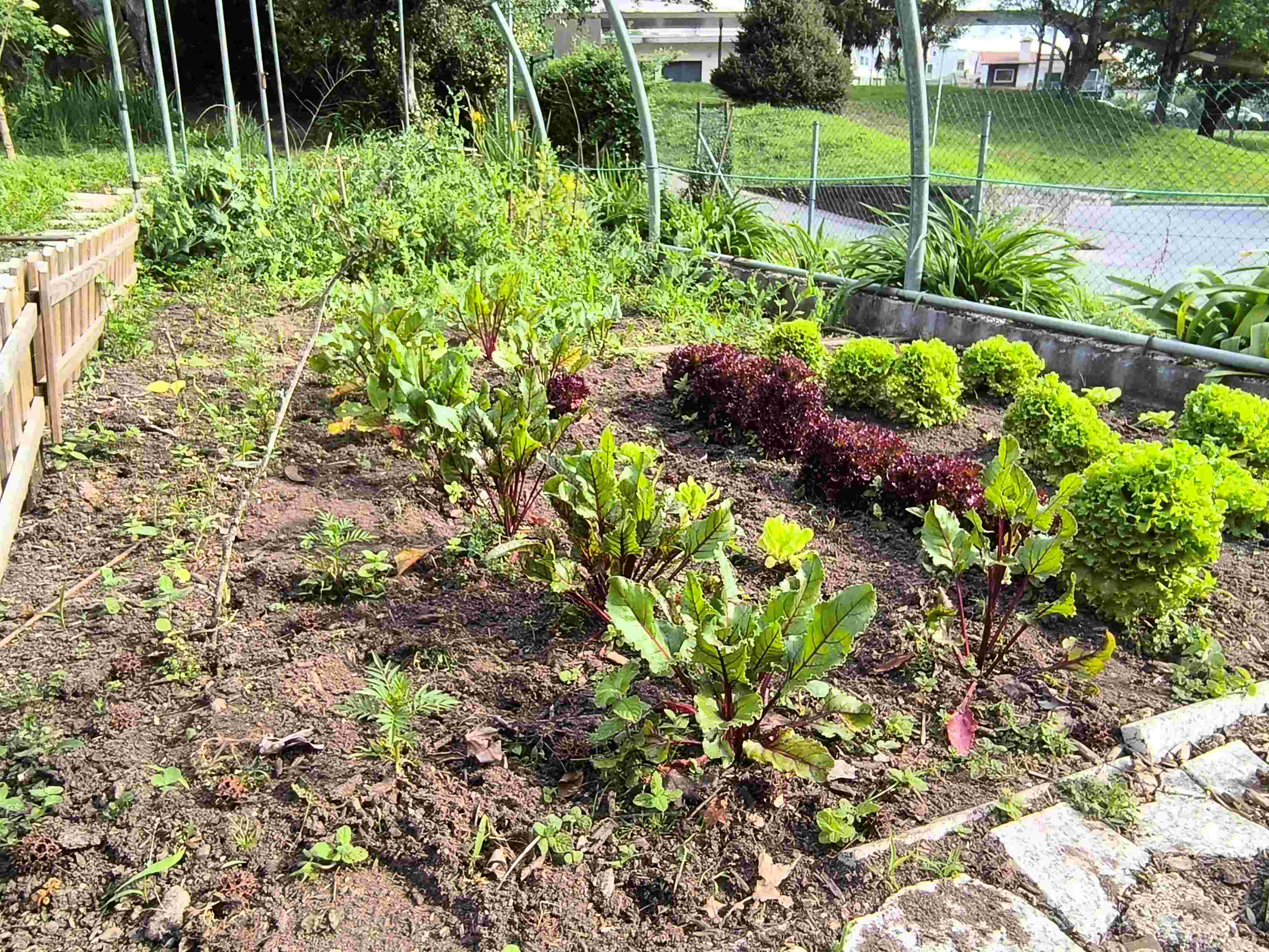 Consociação de culturas (alface, Beterraba, coentros e cravo túnico)