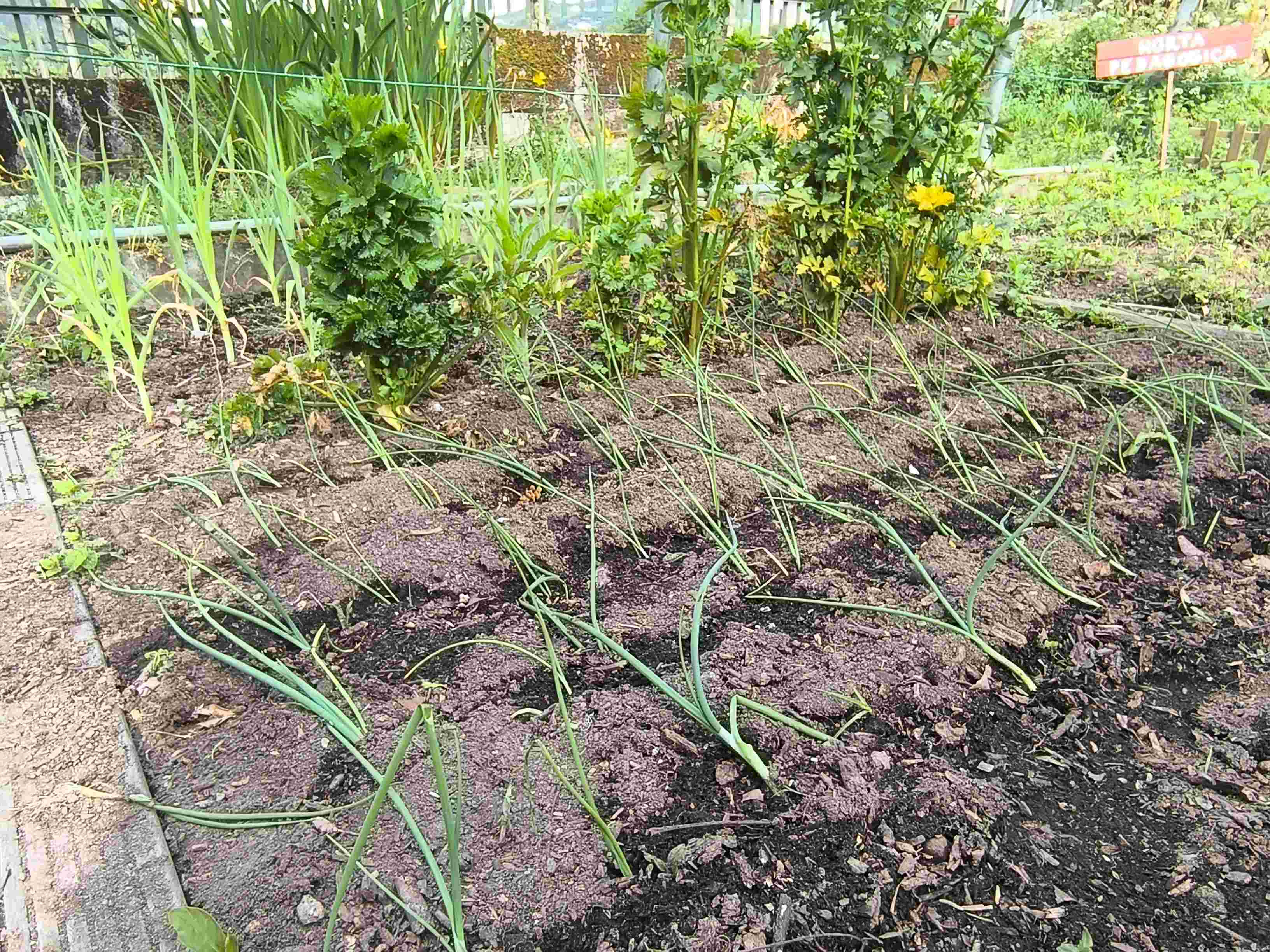 Vista geral da consociação de plantas realizada na horta.