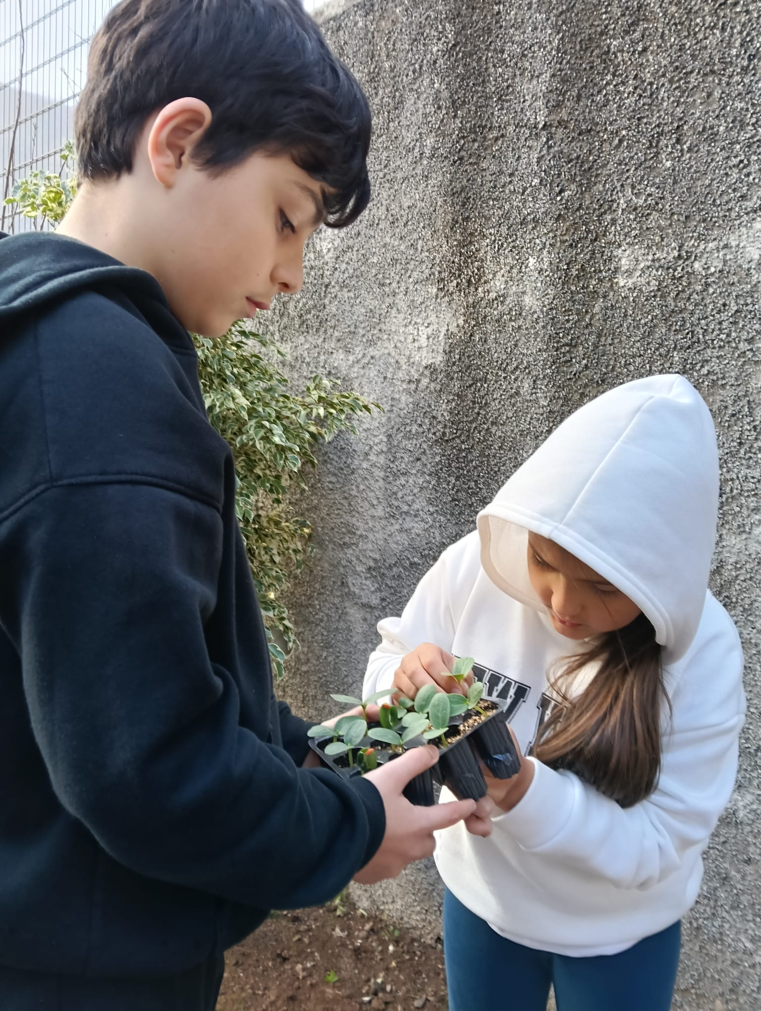 Plantação de pimentões pelos alunos do 1.º ciclo.