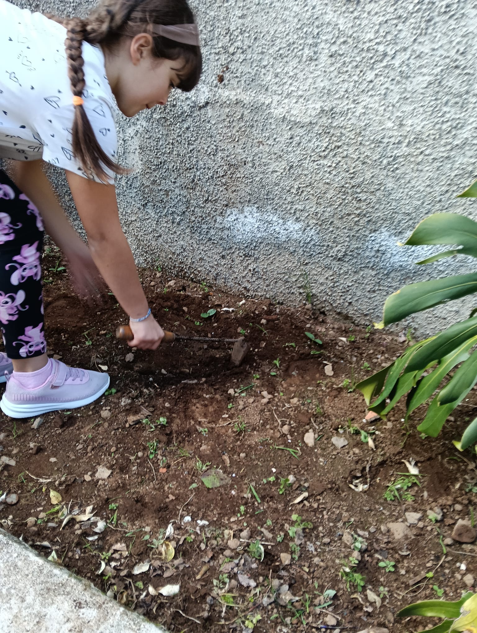 Plantação de tomateiros pelos alunos do 1.º ciclo.