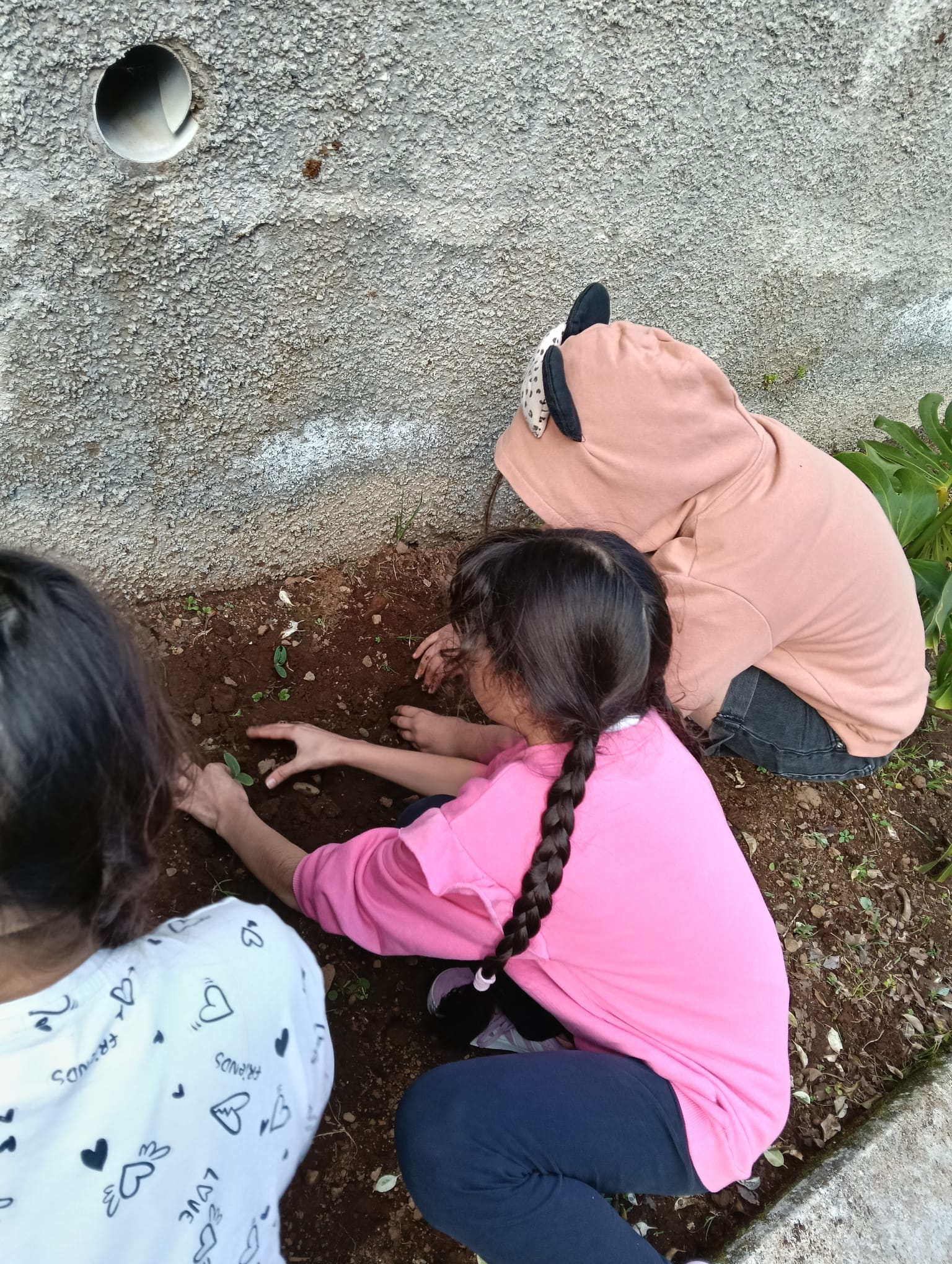 Plantação de tomateiros pelos alunos do 1.º ciclo.