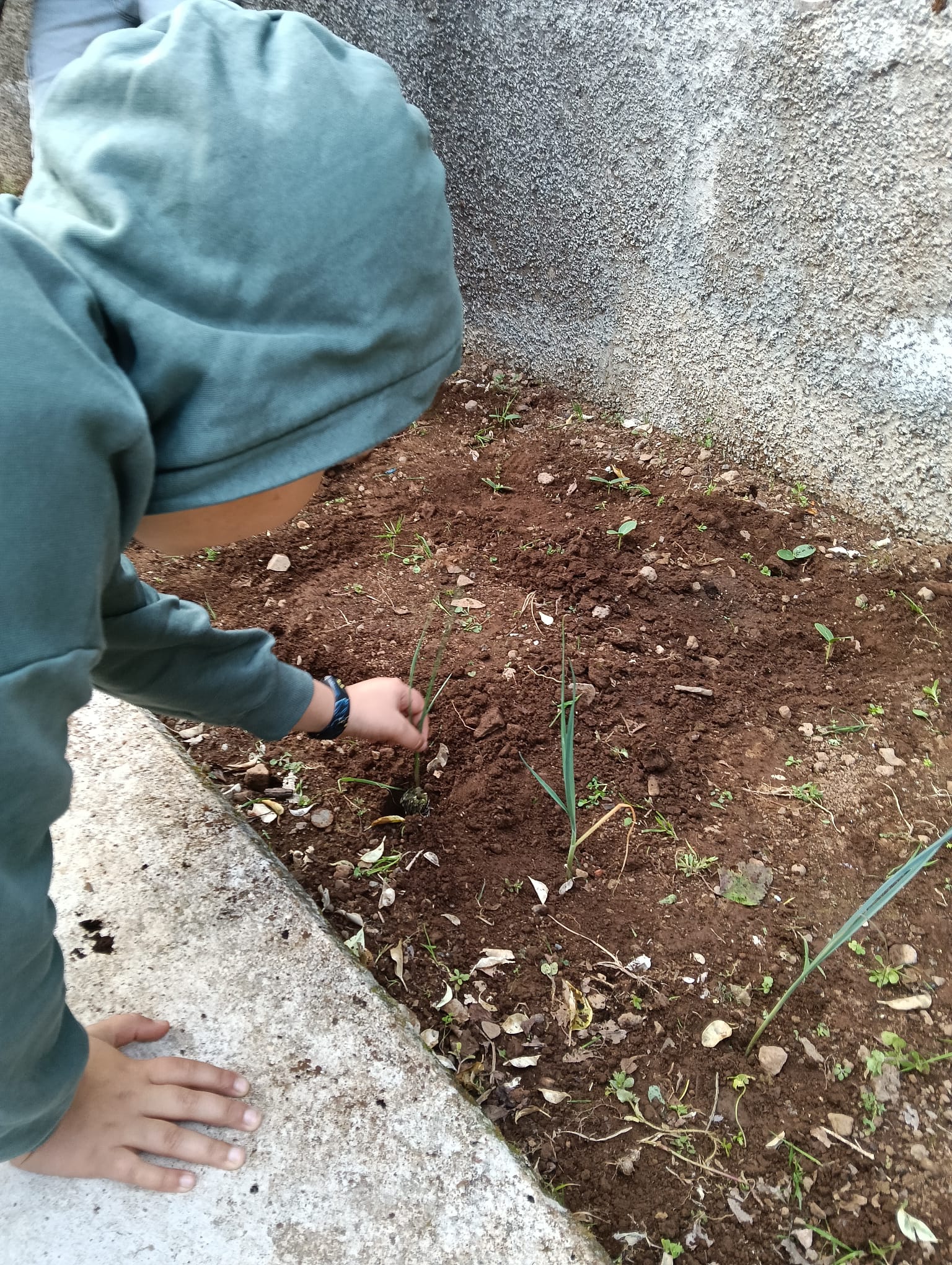Plantação de alho-francês pelos alunos do 1.º ciclo.