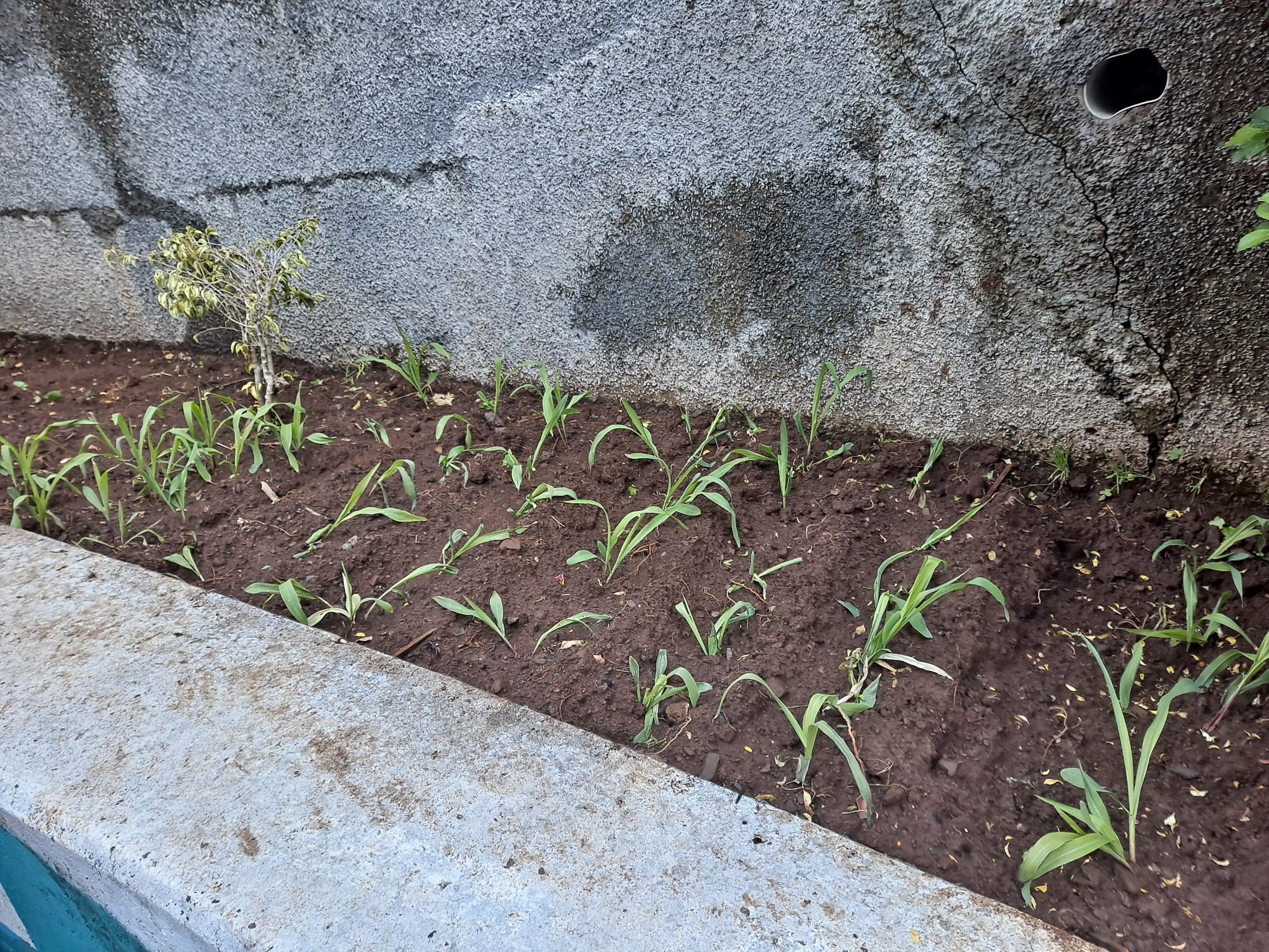 Plantação de milho pelos alunos do Pré-Escolar.