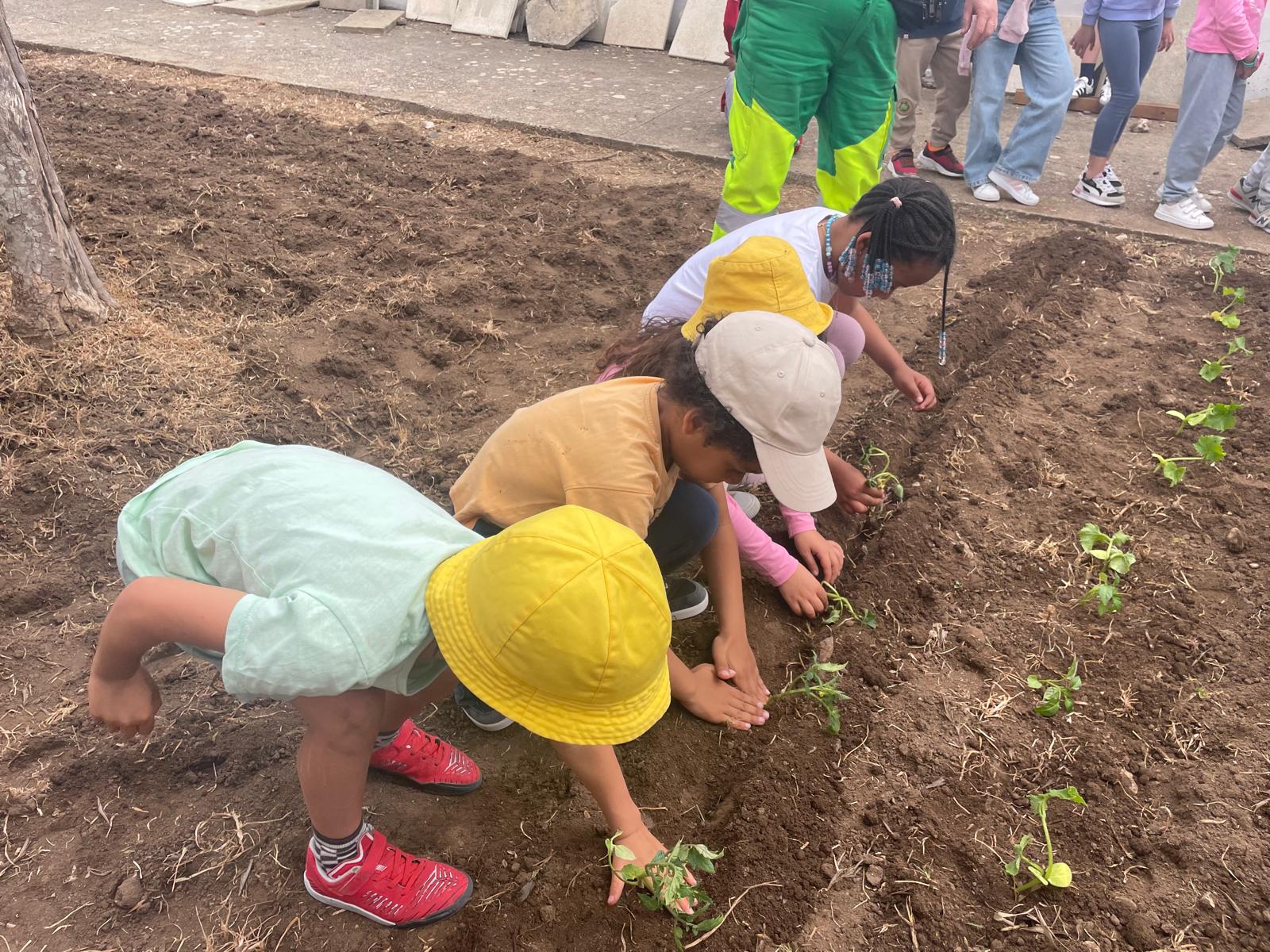 Plantação com a participação dos alunos.