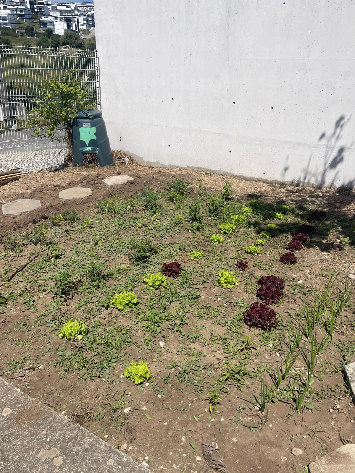 Recolha de alguns legumes já capazes de serem consumidos.
