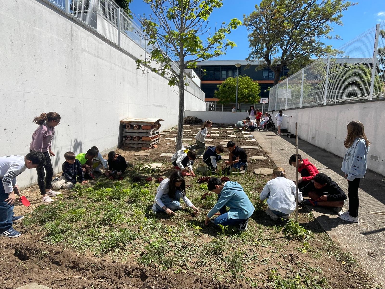 Manutenção da horta e plantação de outras plantas.