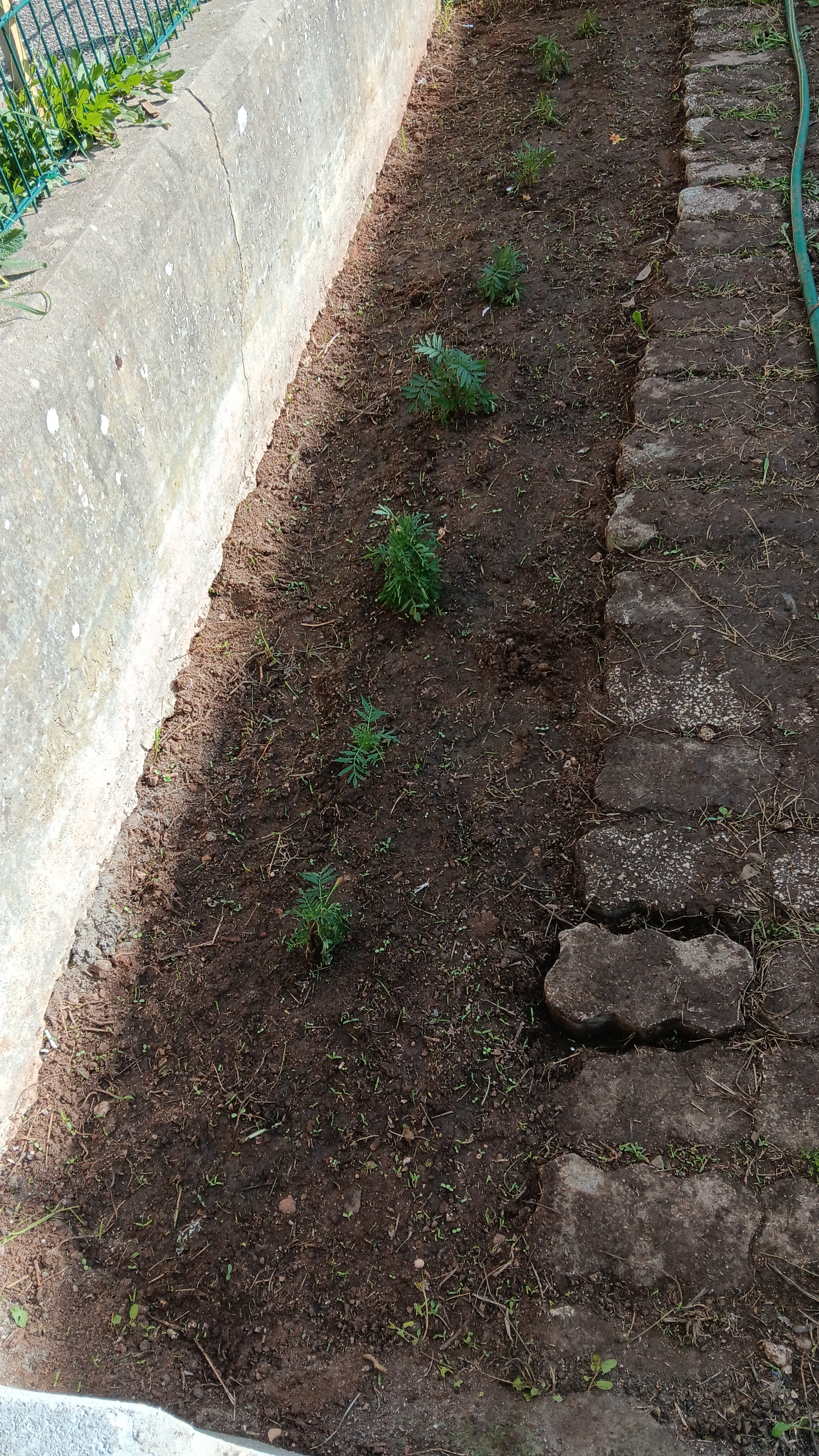 Semeio de ervilhas e plantação de cravos túnicos.