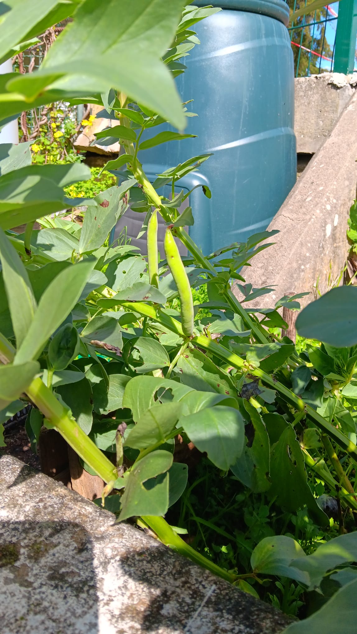 favas