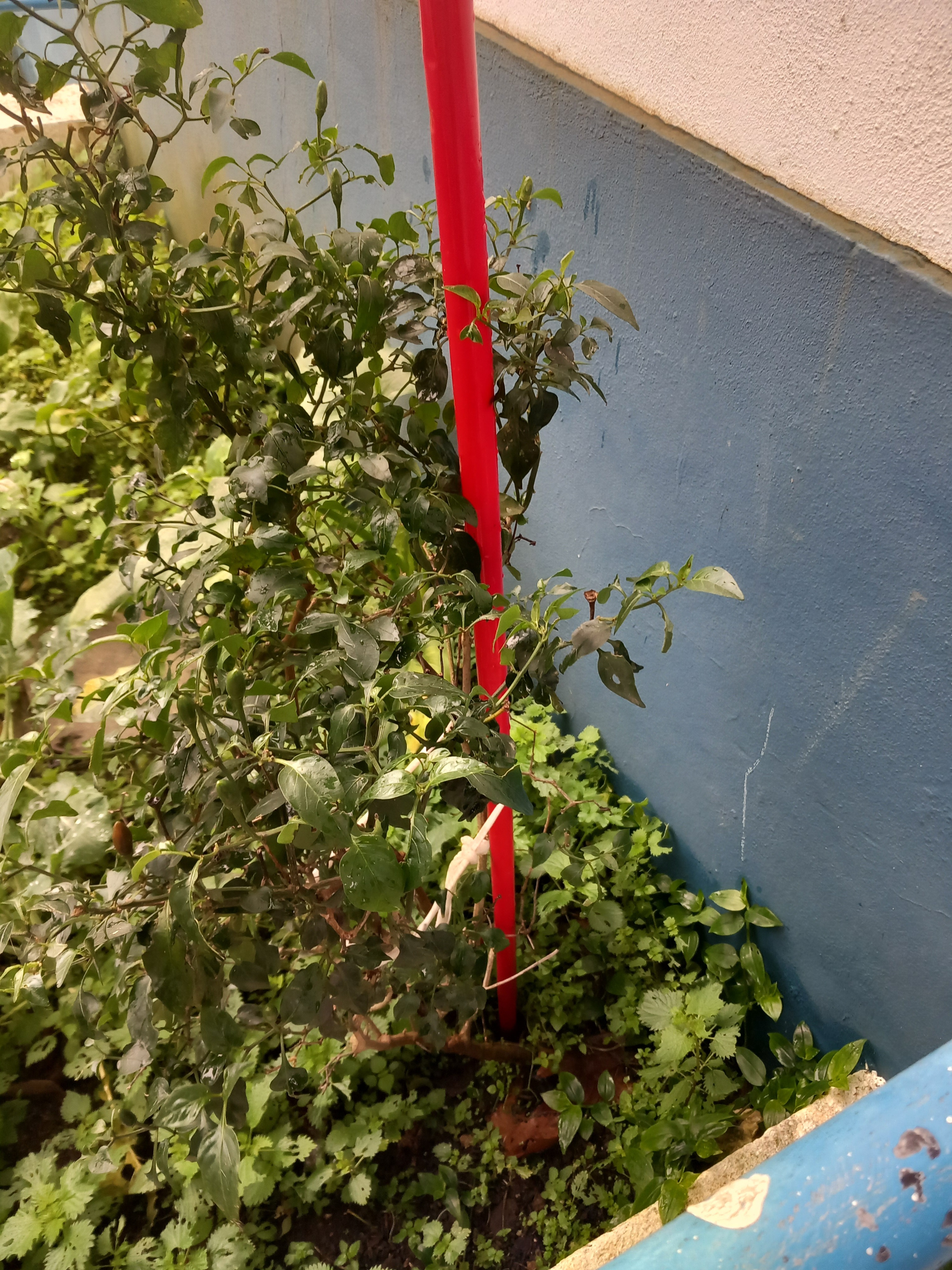 Salsa