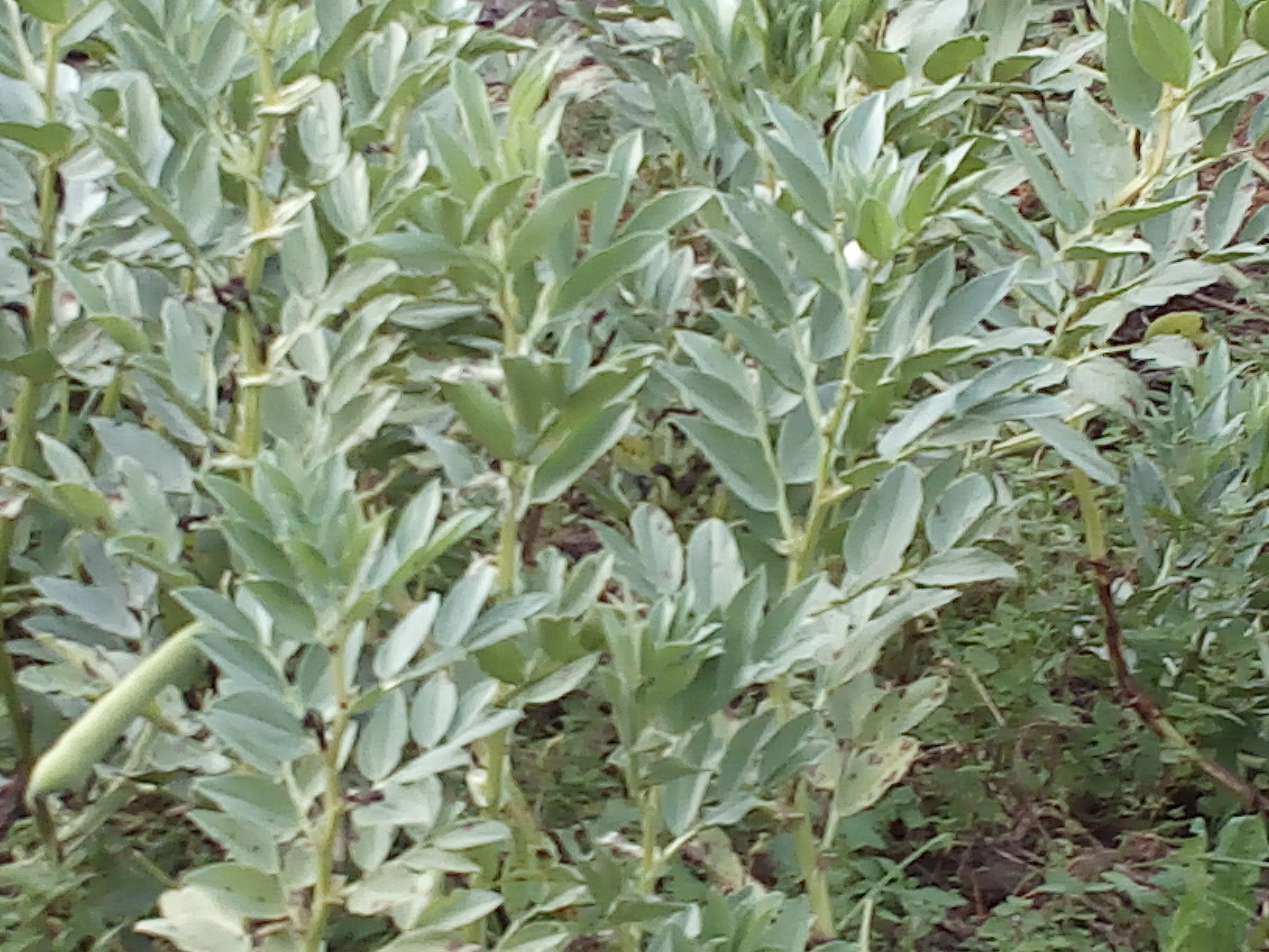 Favas