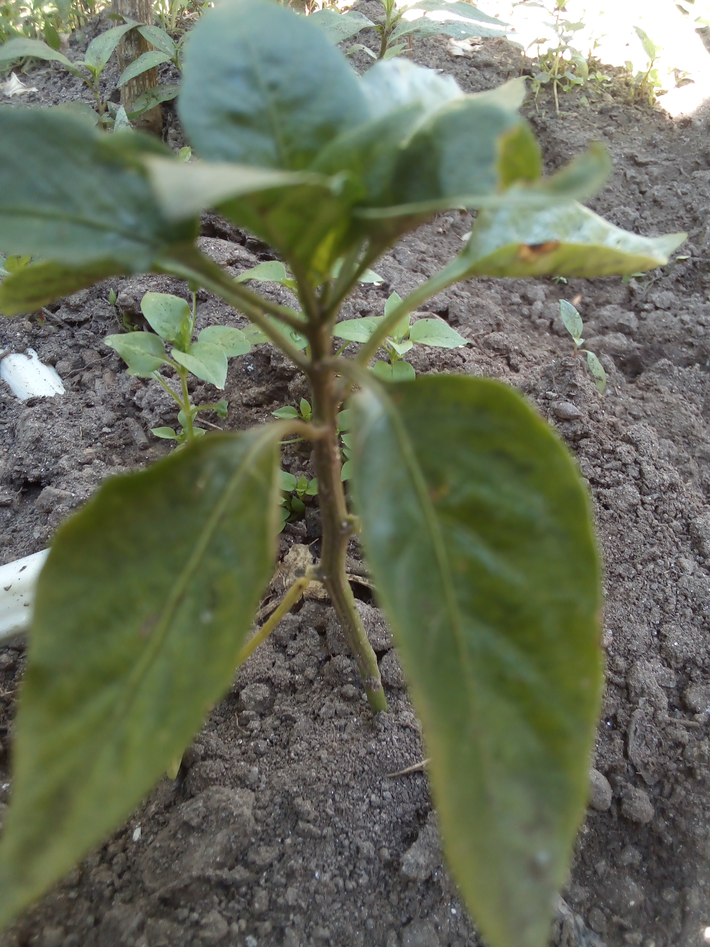 Pimentos