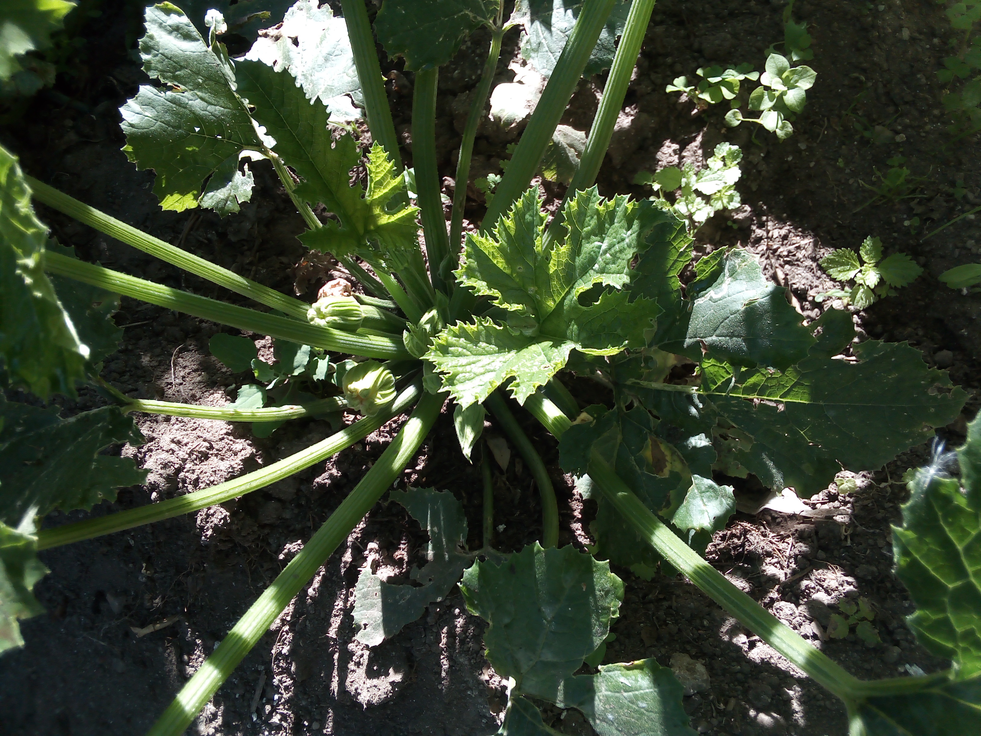 Crougetes já com flor