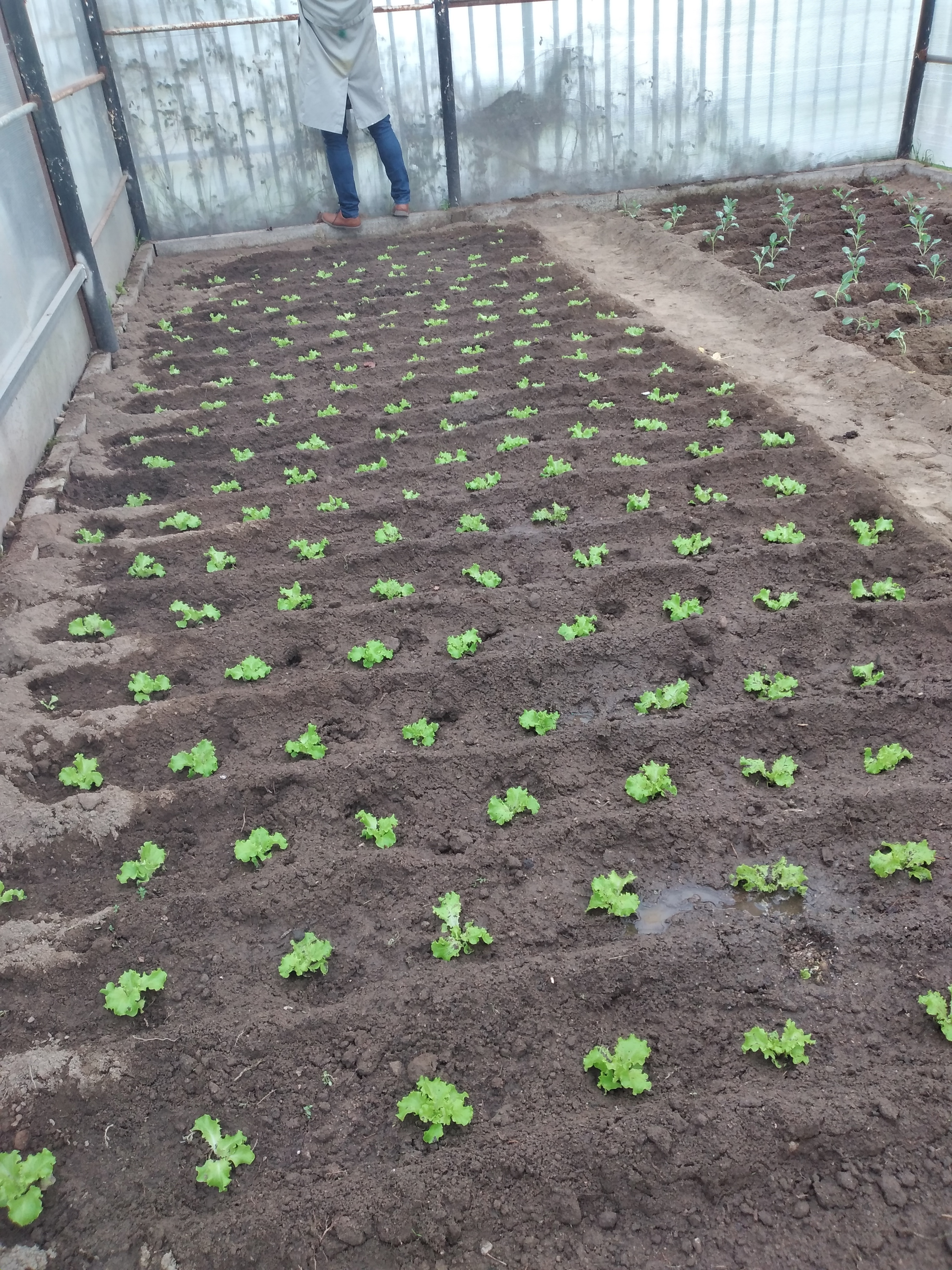 23 janeiro - Vista geral das plantações efetuadas na estufa ( alfaces, couves e feijão).