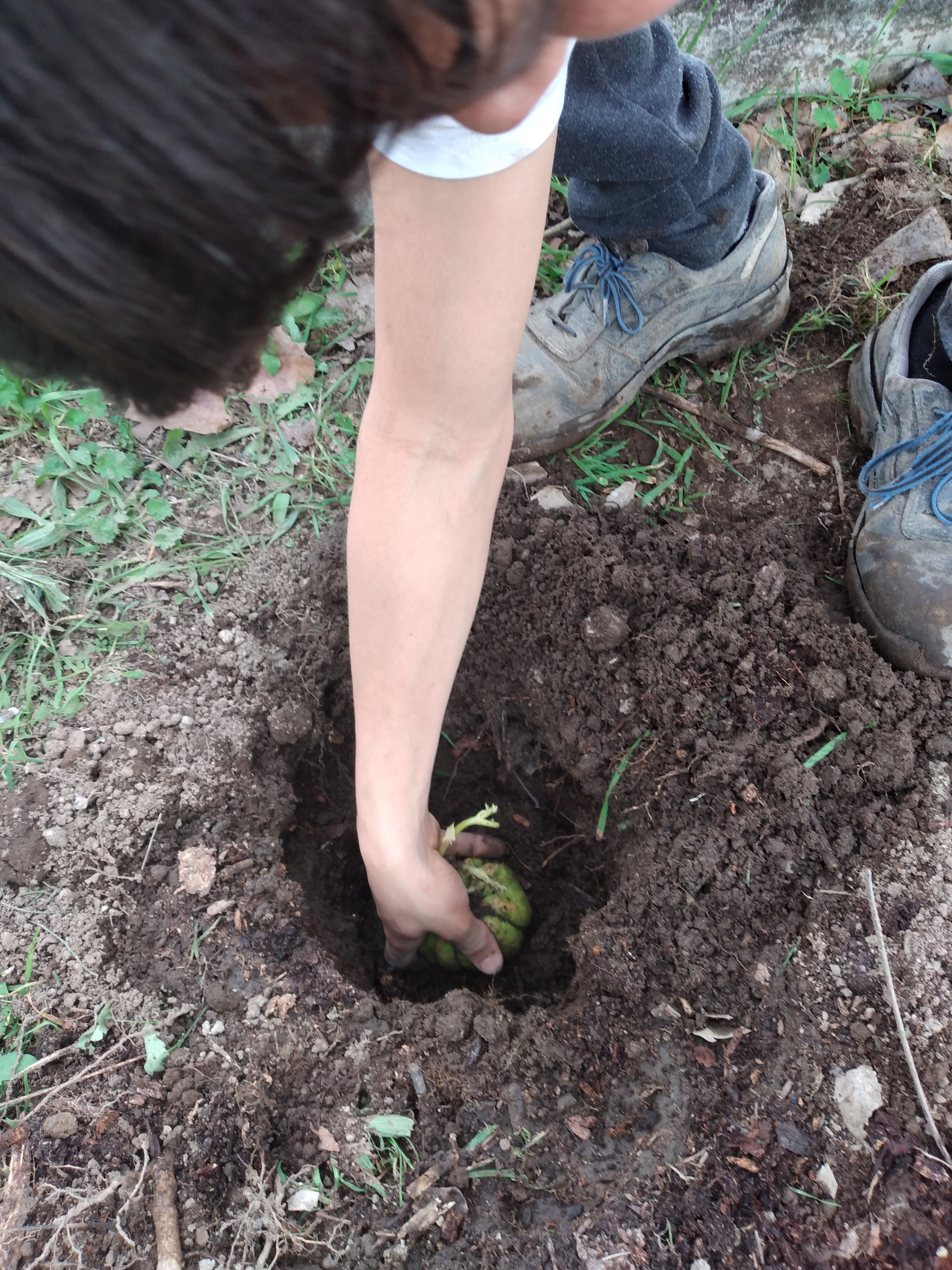 23 janeiro - Plantação de chuchu fora da estufa.