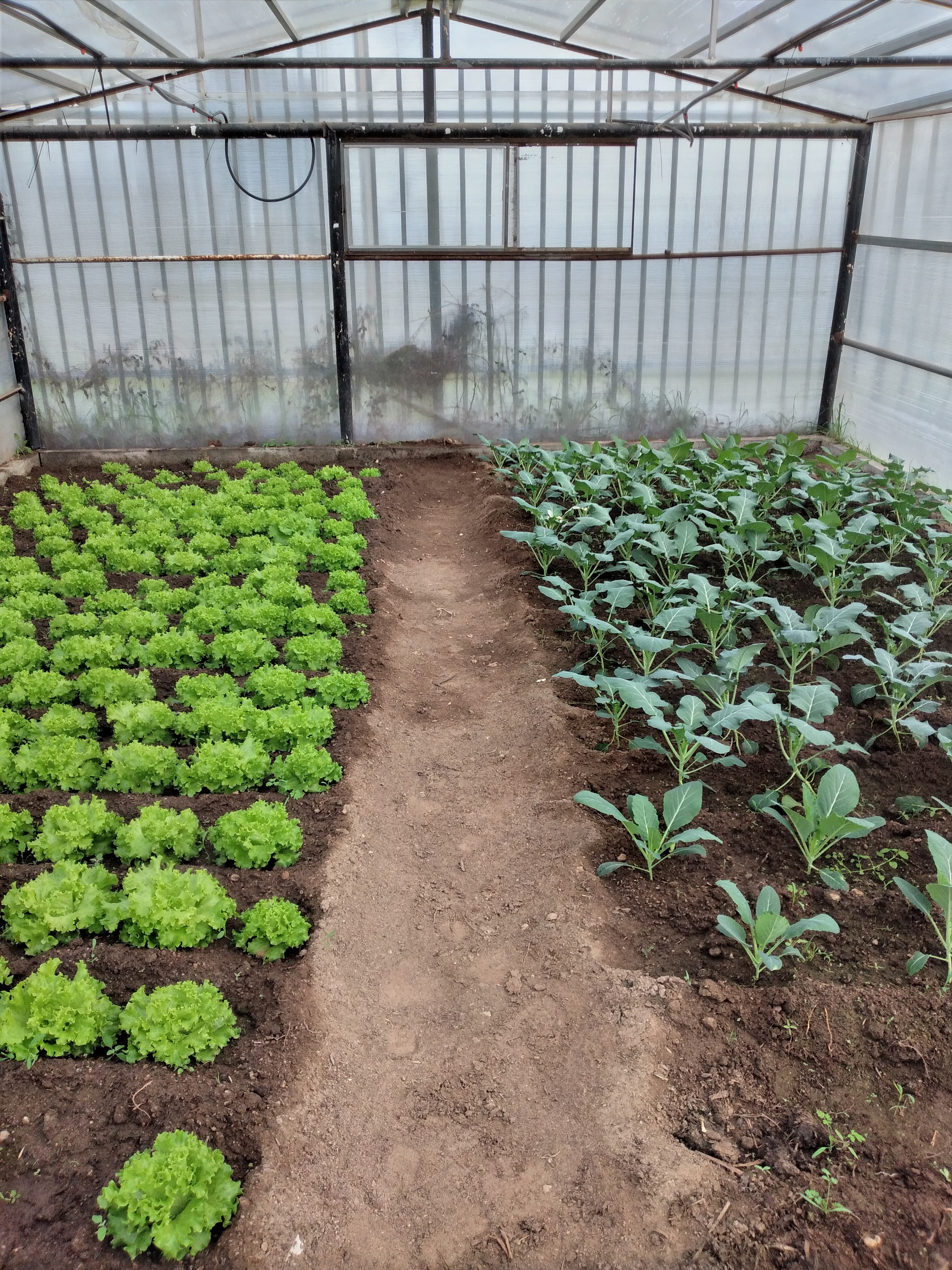 Foto 1 - 24 fevereiro - Desenvolvimento das alfaces e das couves plantadas em janeiro