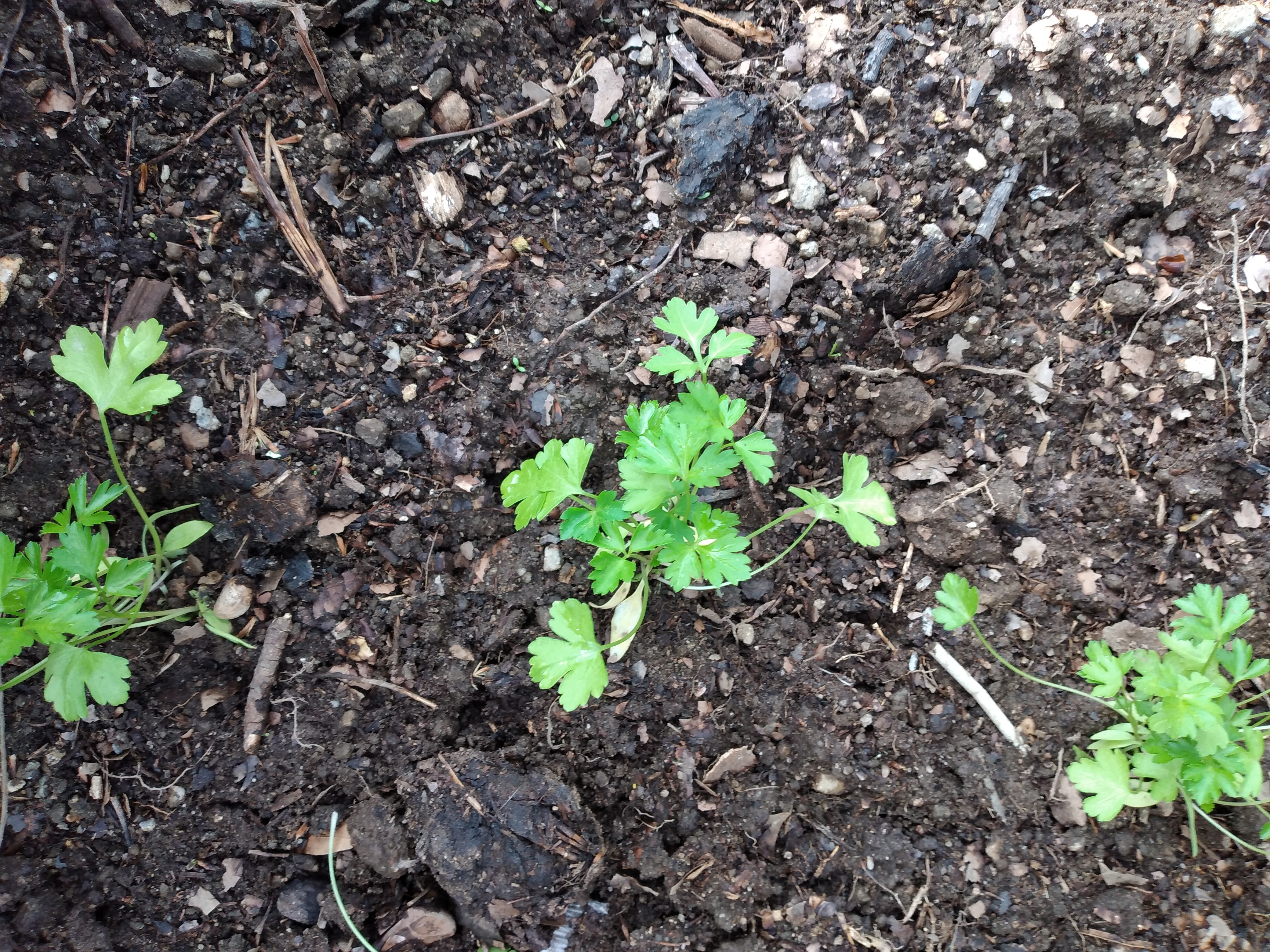 Foto 6 - 18 março - Plantação de salsa, fora da estufa, no jardim das plantas aromáticas