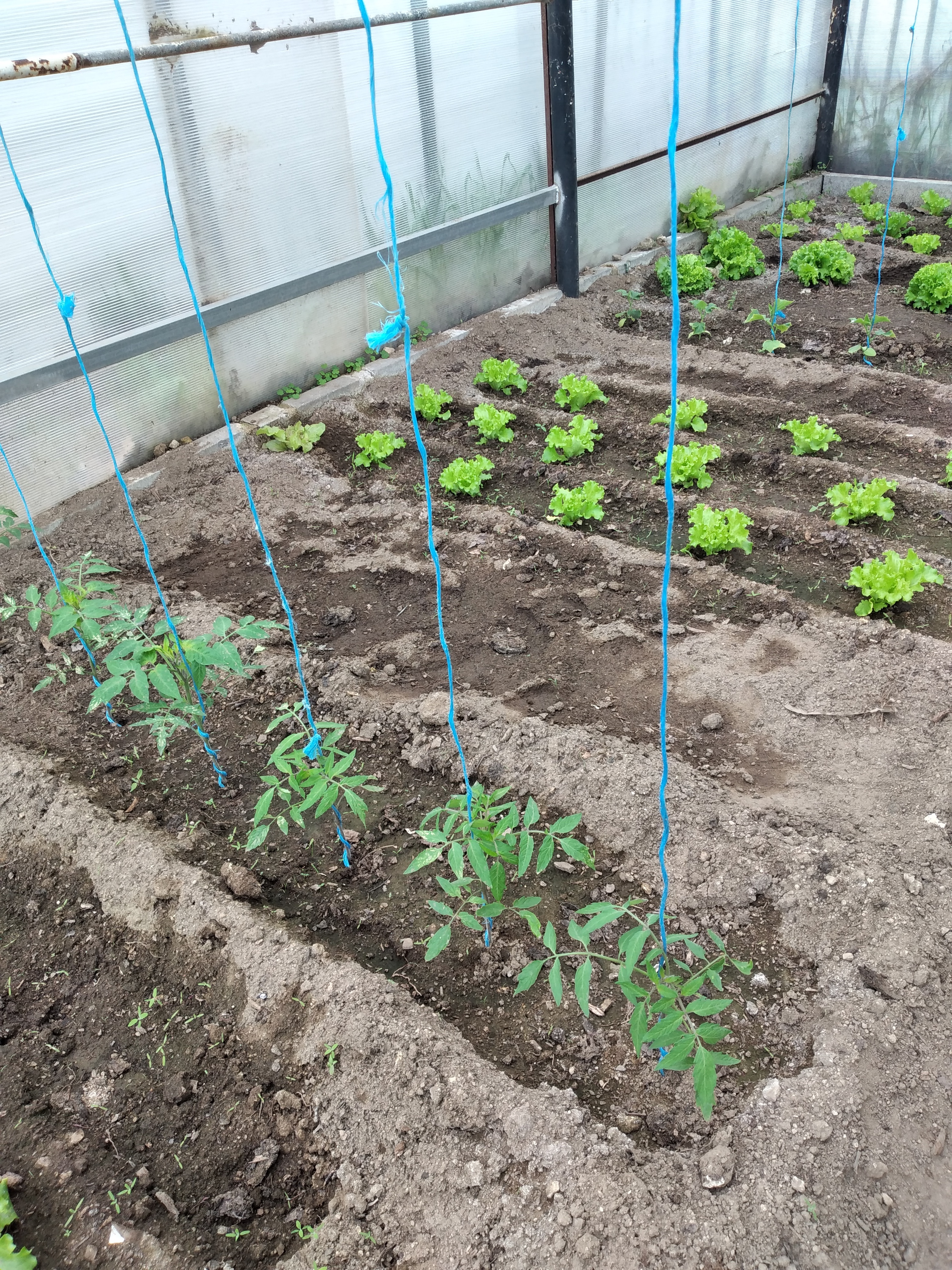 22 abril - Plantas em desenvolvimento (alfaces, tomateiros e pepinos)