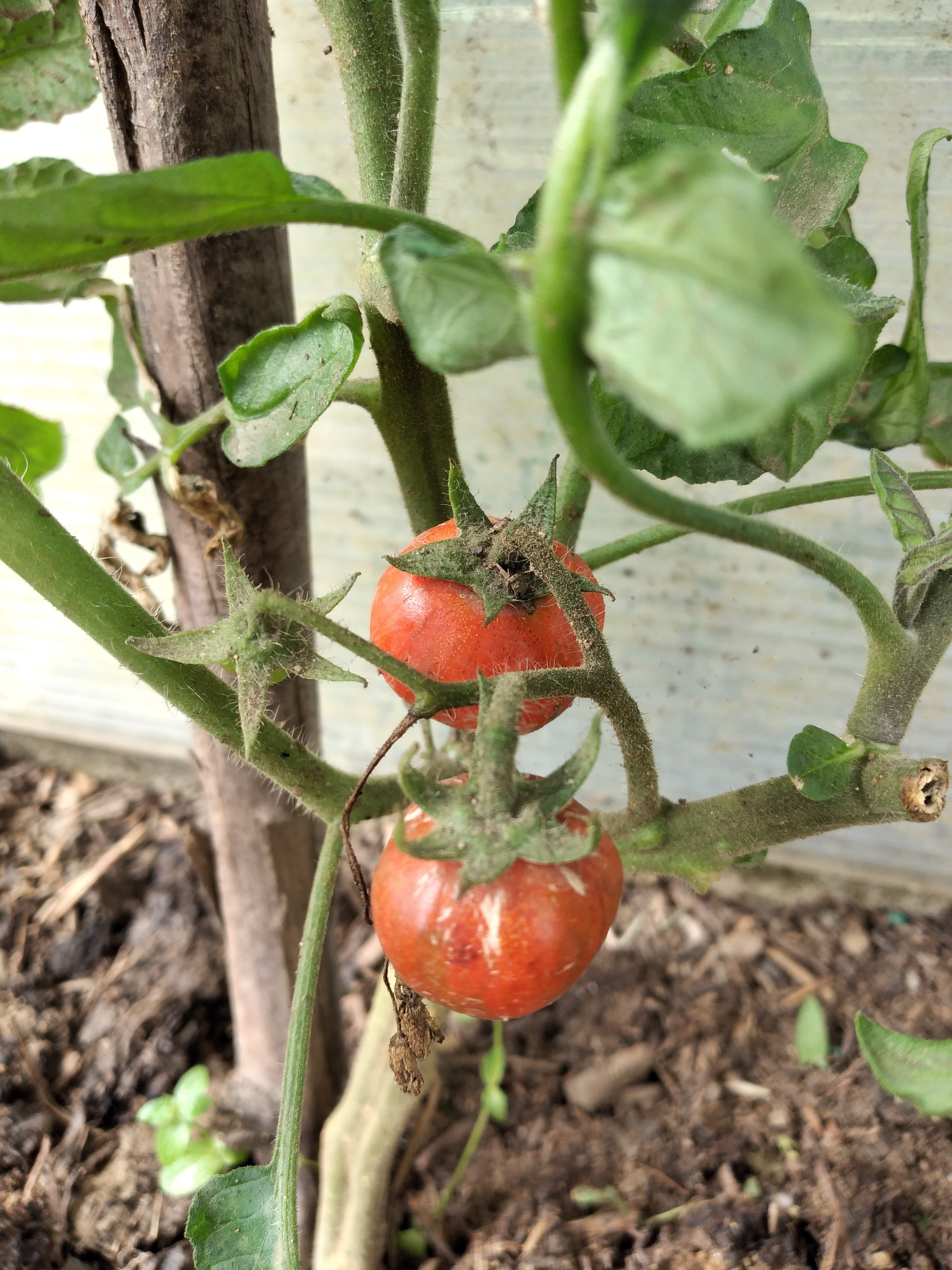 28 maio - Tomateiro com tomates maduros