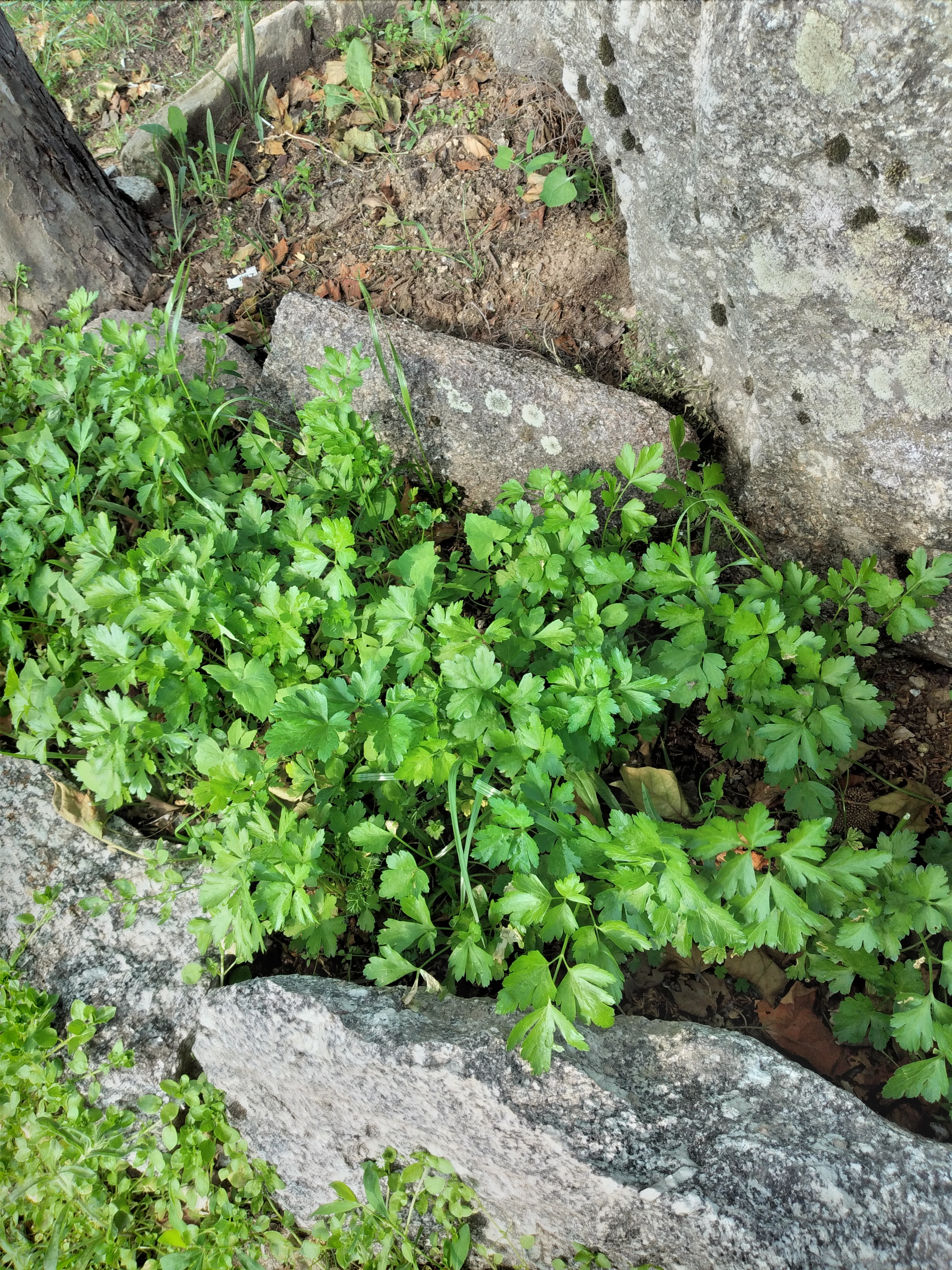 20 maio - Jardim aromático - salsa desenvolvida