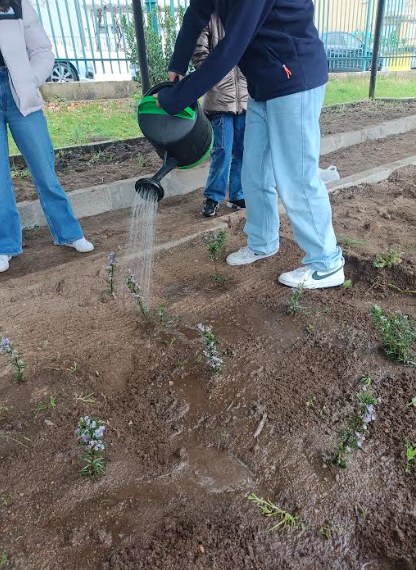 Plantação de aromáticas.