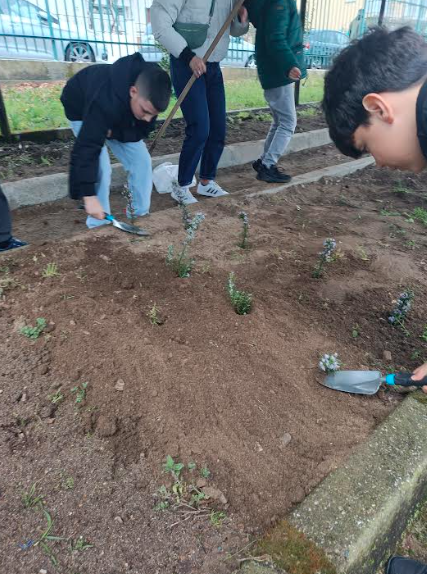 Plantação de aromáticas.