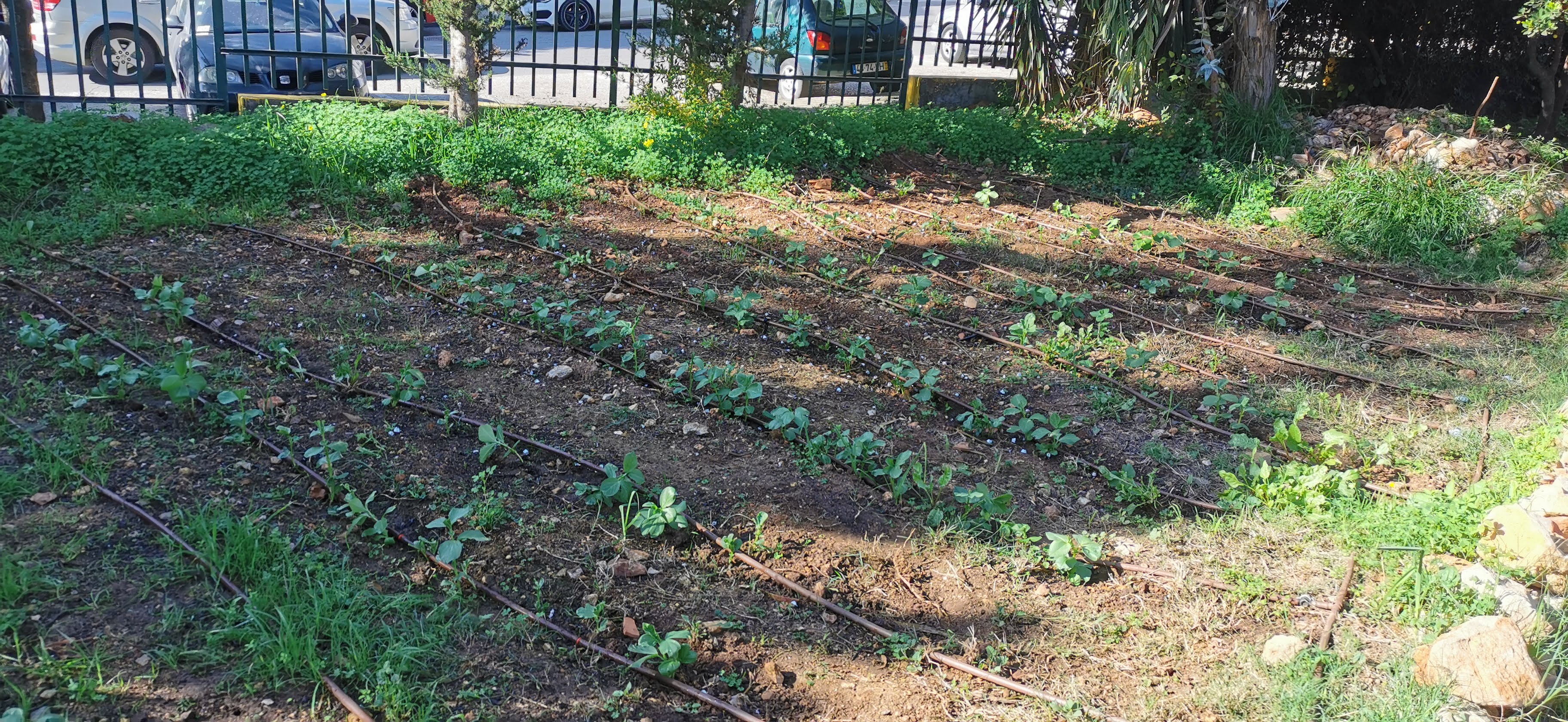 Plantação de favas, rega gota-a-gota.