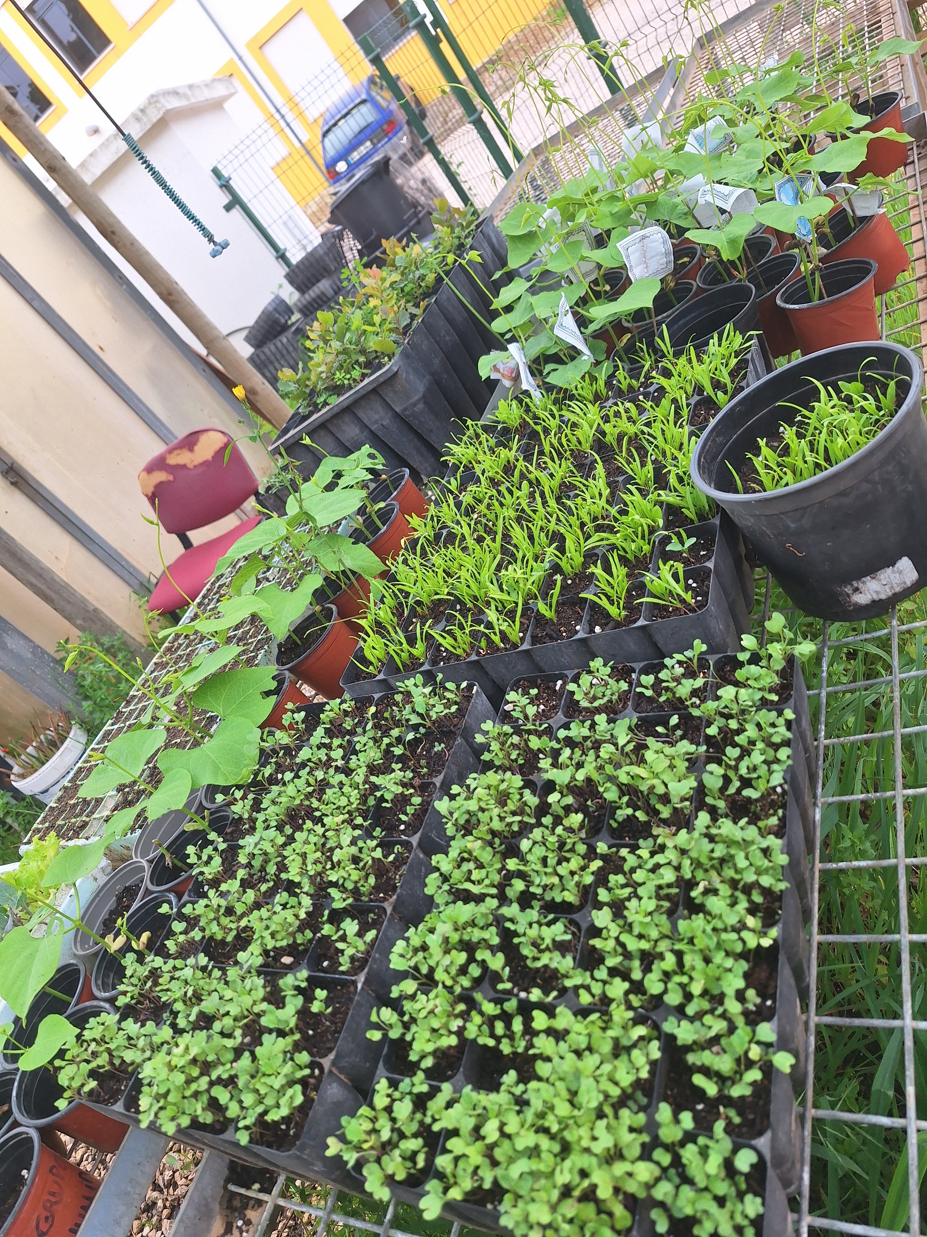 Viveiro de germinação de hortícolas