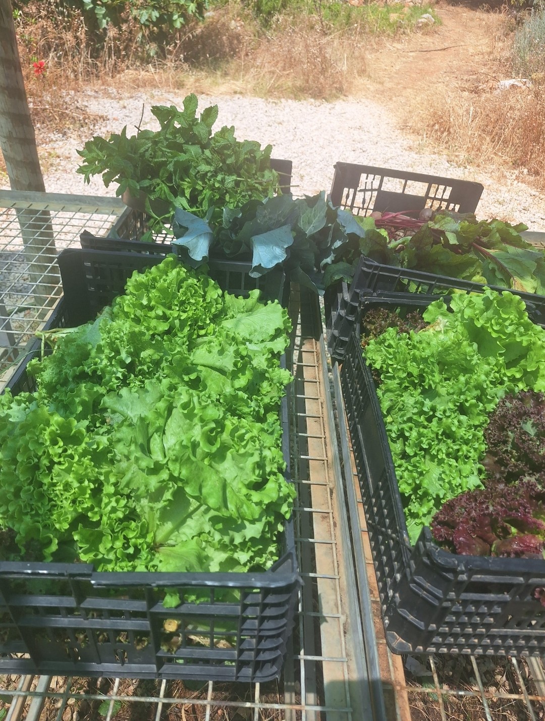 Colheita de hortícolas