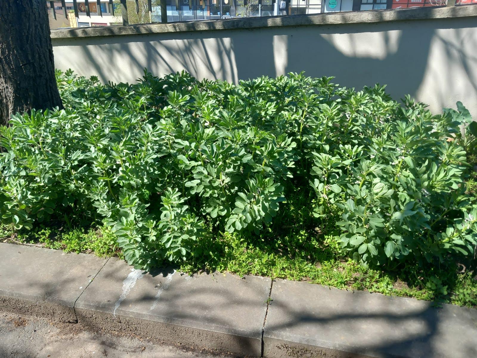 Favas
As favas começaram a florir e os pulgões atacaram...