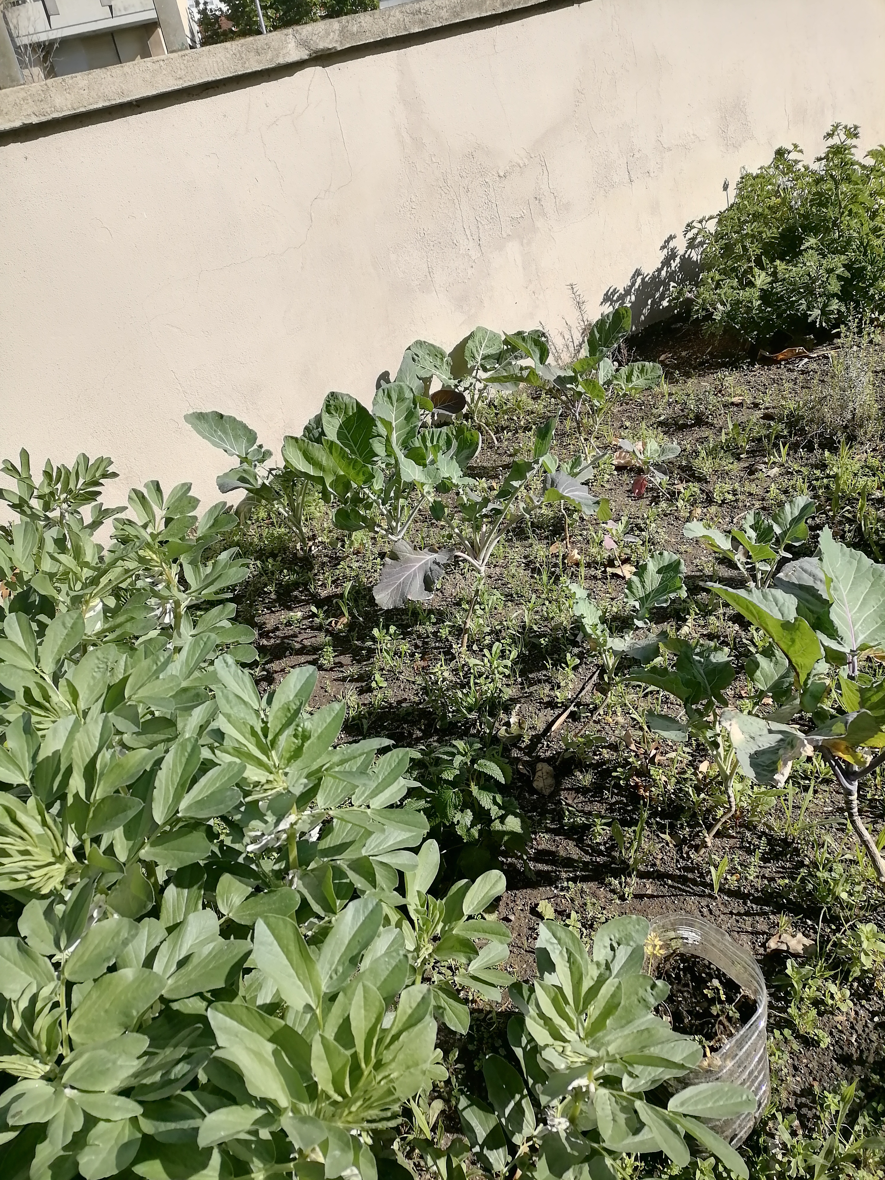 Crescimento das favas e das couves