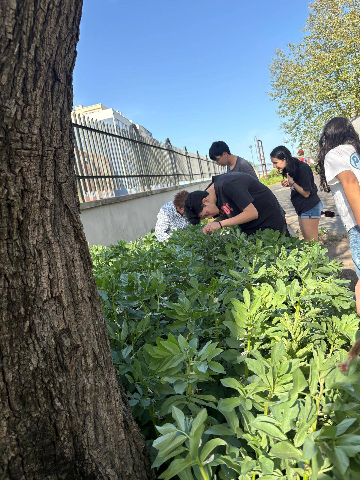 Observação dos pulgões das favas
Tentaram-se eliminar os pulgões das favas utilizando água com sabão. Foi um processo moroso, mas conseguiu-se.