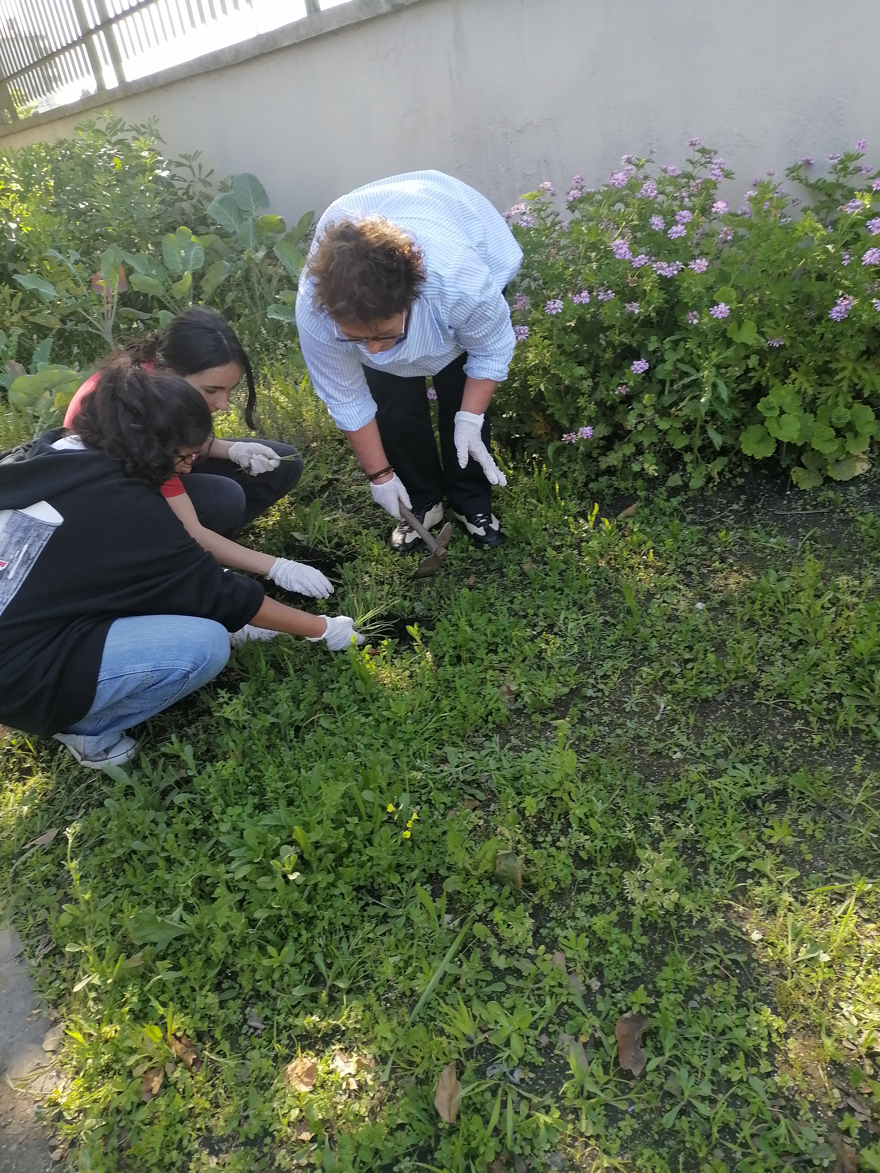Transplantação de cebolas
Foram semeadas cebolas que foi necessário transplantar.