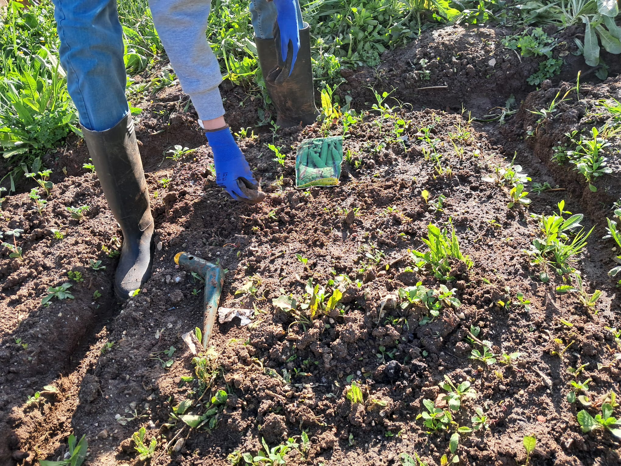 E plantar mais ervilhas