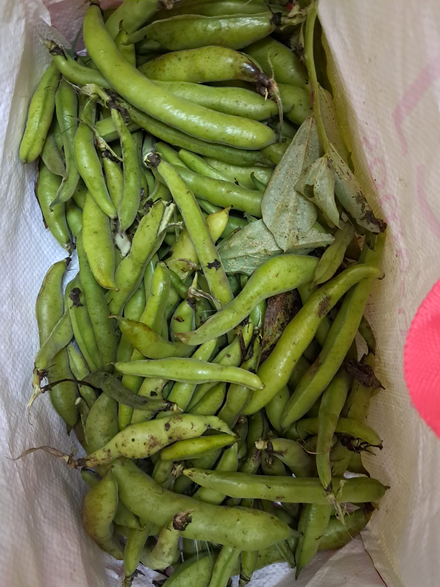 A nossa colheita de favas