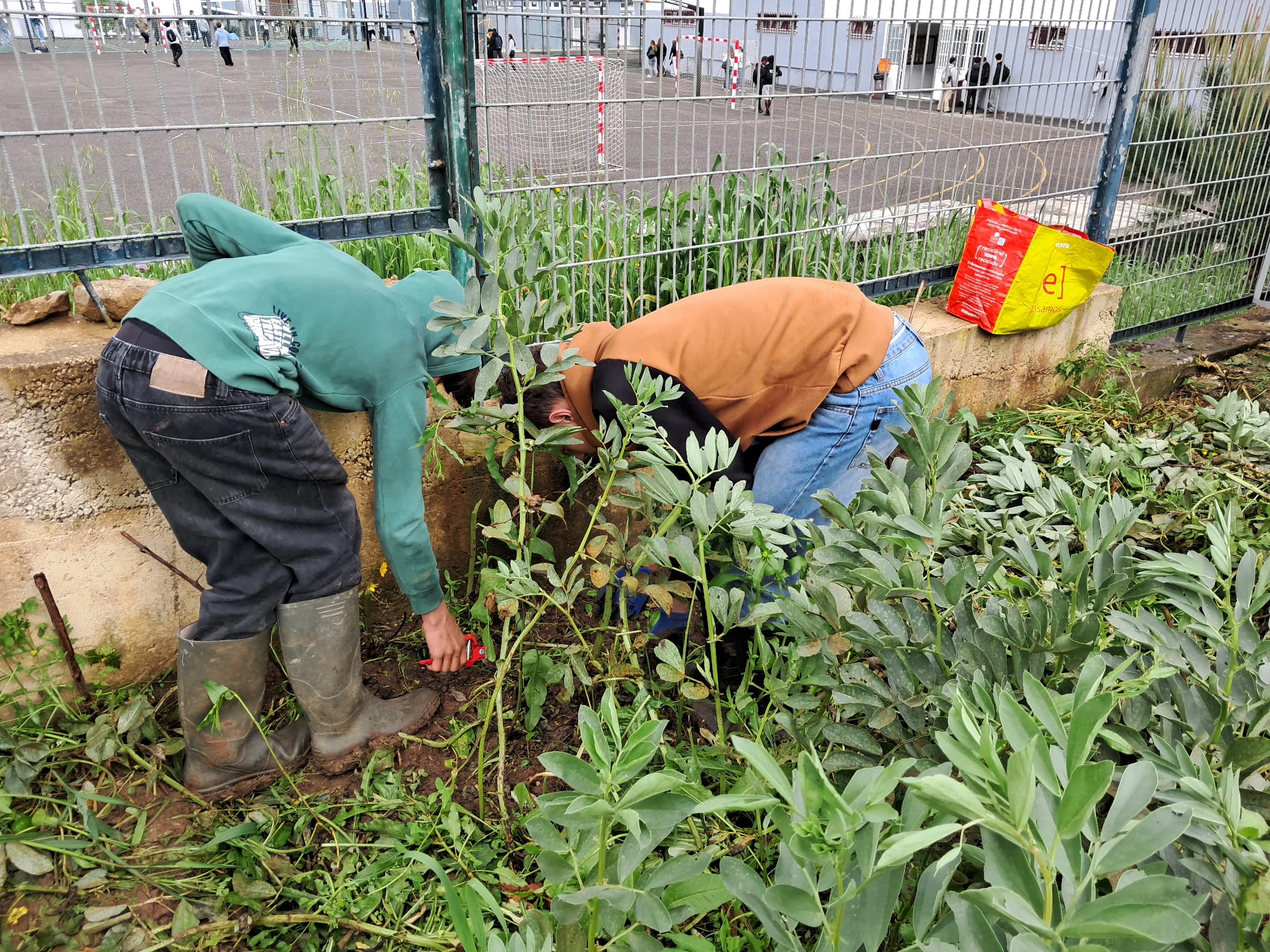Colheita da fava