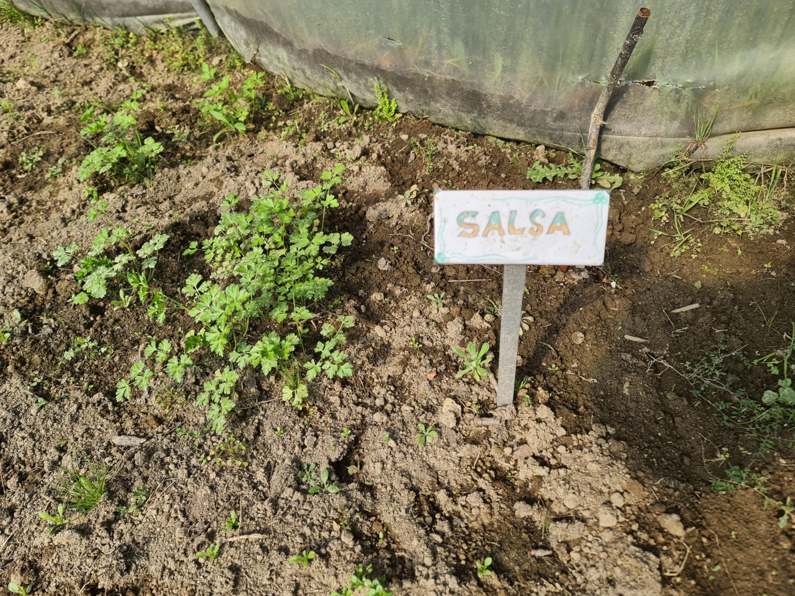 Petroselinum crispum - Salsa