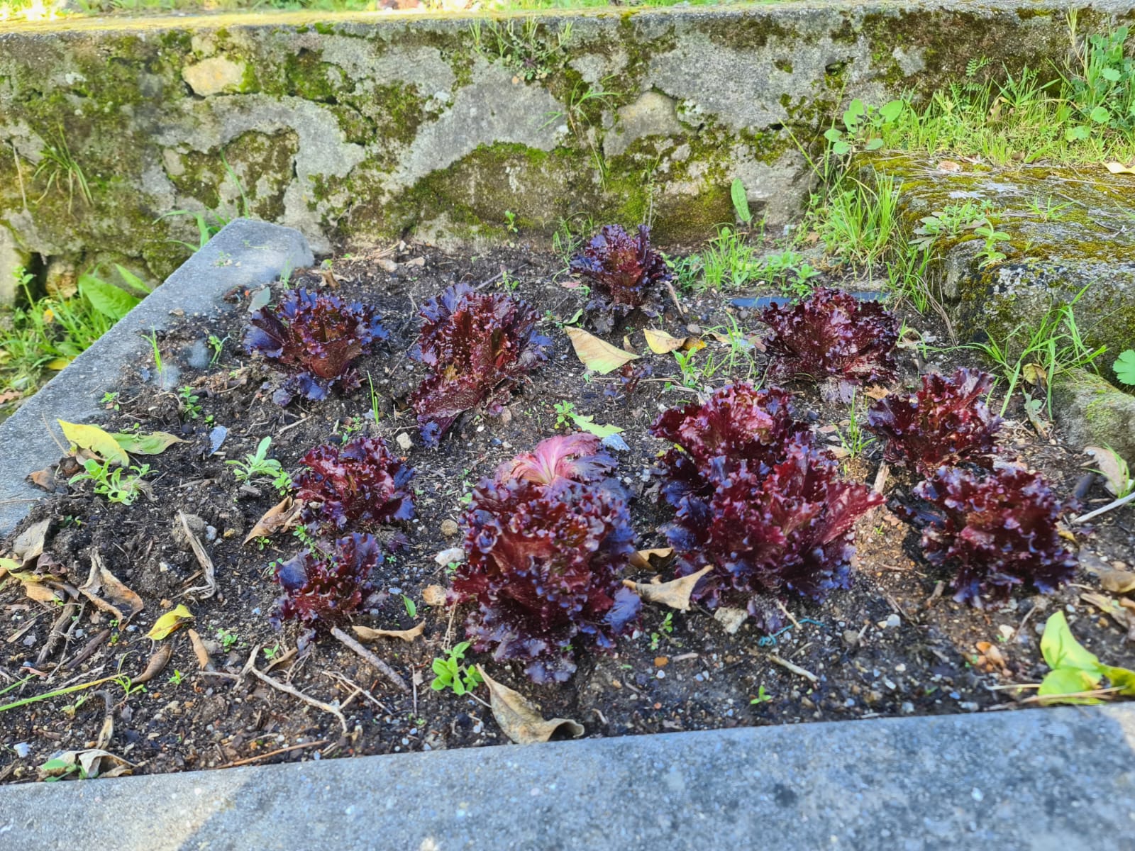 Lactuca sativa var. crispa - Alface roxa
