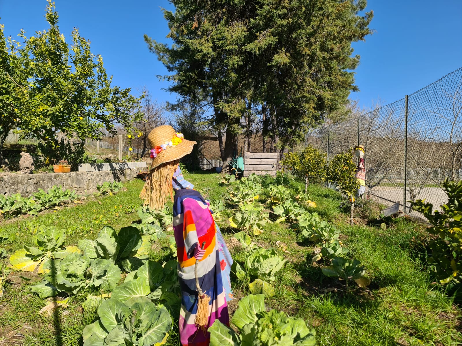 Brassica oleracea var. costata - Couve penca