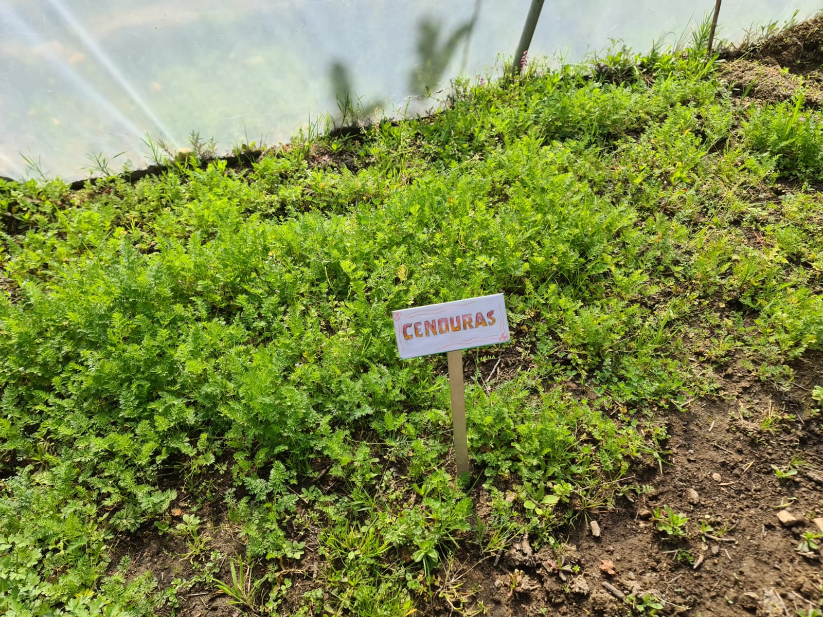 Daucus carota - Cenoura