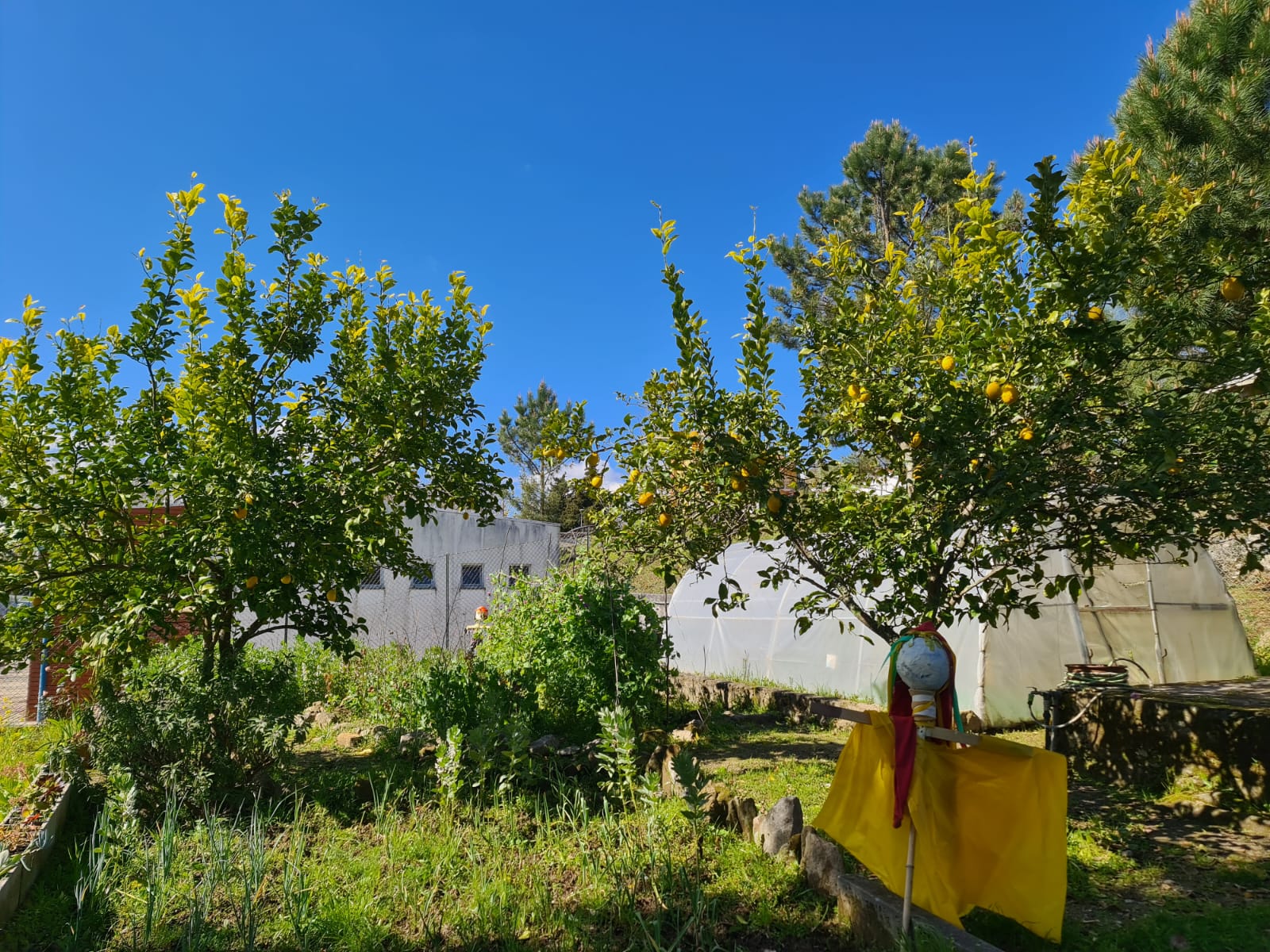 Citrus limon (L.) Burm - Limoeiro