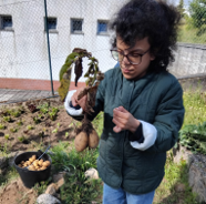 Colheita de batatas produzidas sem produtos químicos