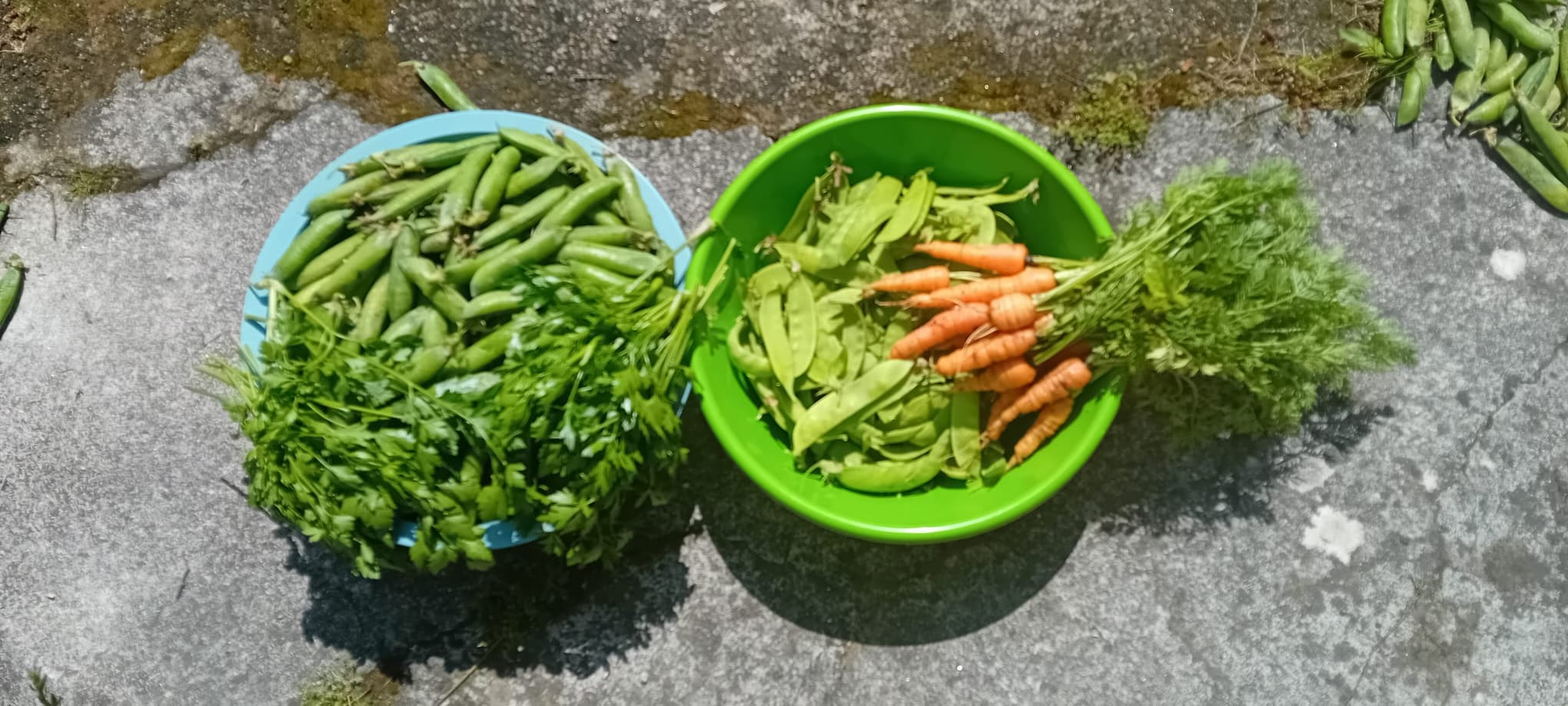 Colheitas na horta pedagógica, favas, ervilhas, salsa, cenouras