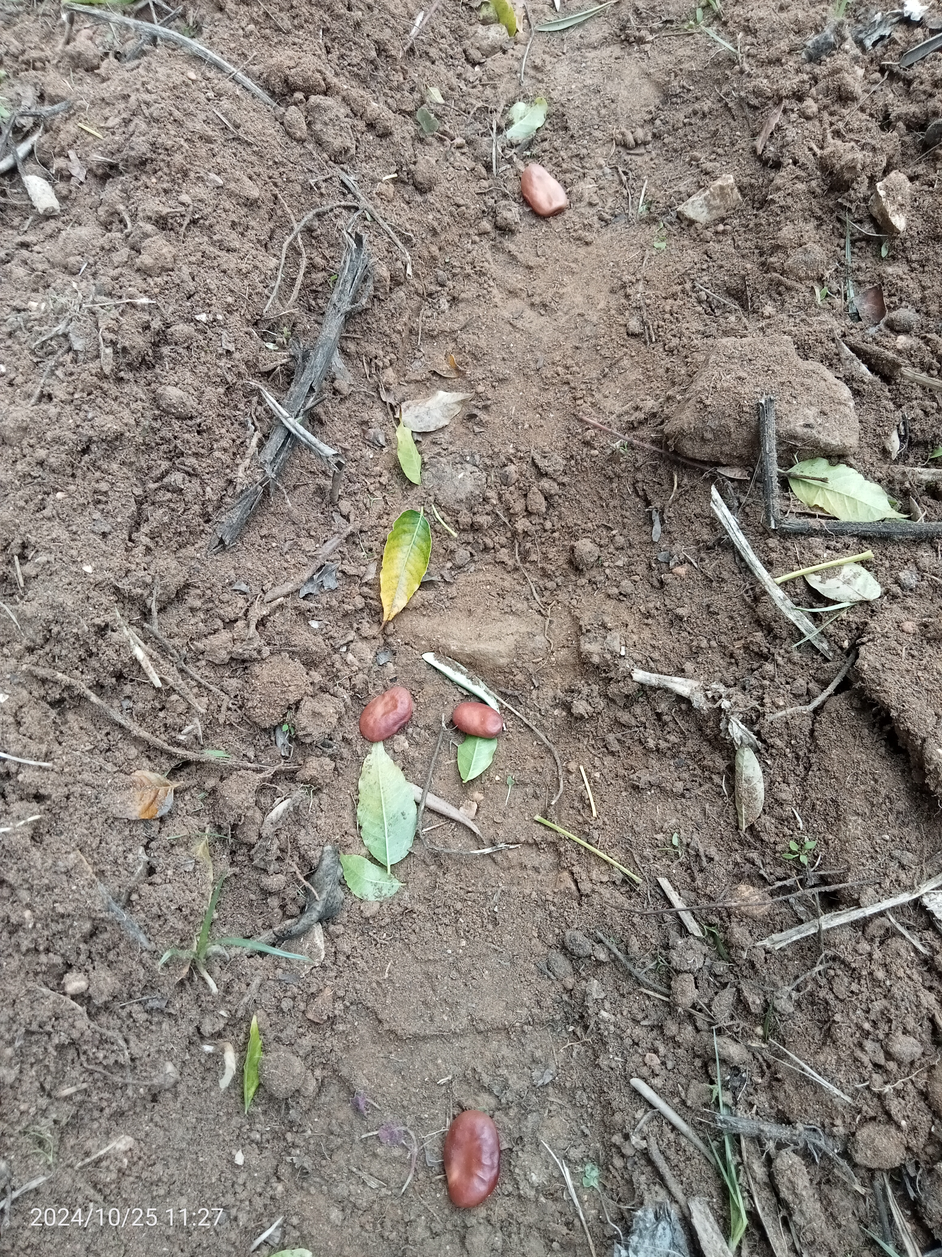 Sementeira de favas