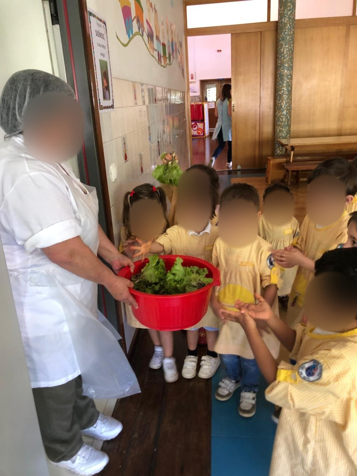 Entrega na cozinha das alfaces colhidas na horta.
