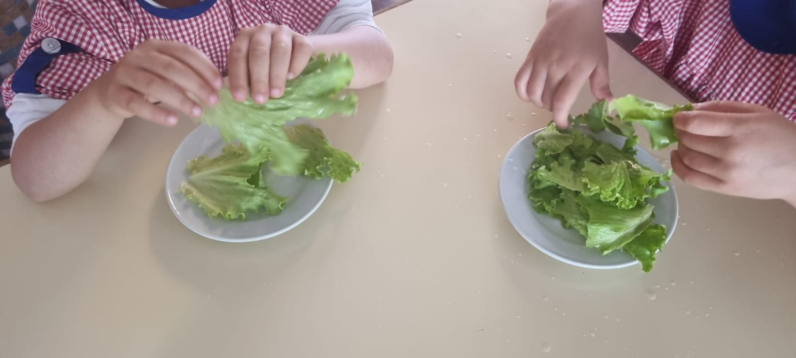 Arranjar (partir em pequenos pedaços)  a alface colhida na horta para fazer a salada.