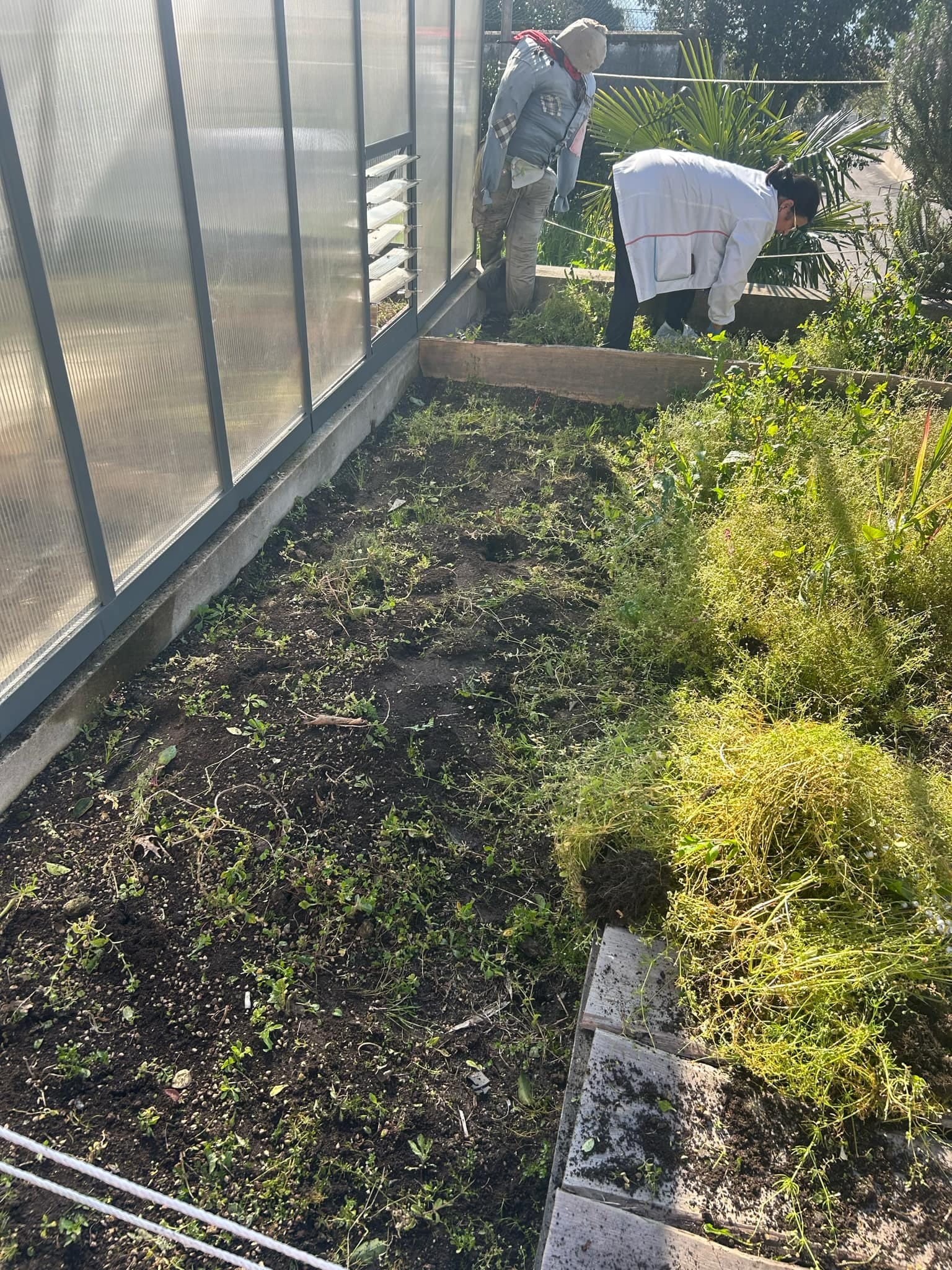 Preparação do terreno para plantação e sementeira.