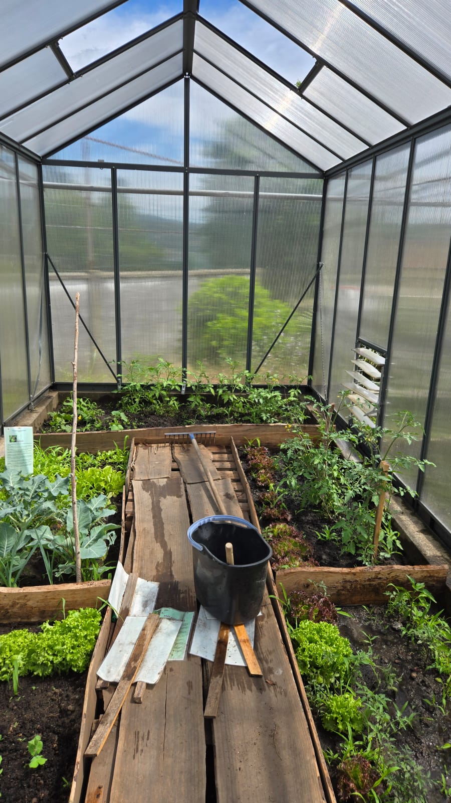 As plantações da horta - estufa