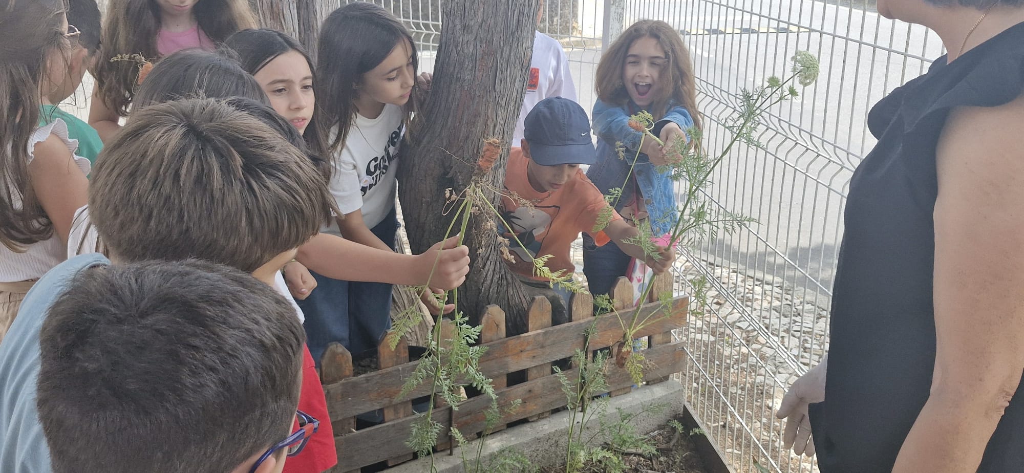 Conseguimos apanhar algumas cenouras que cultivámos na nossa horta...